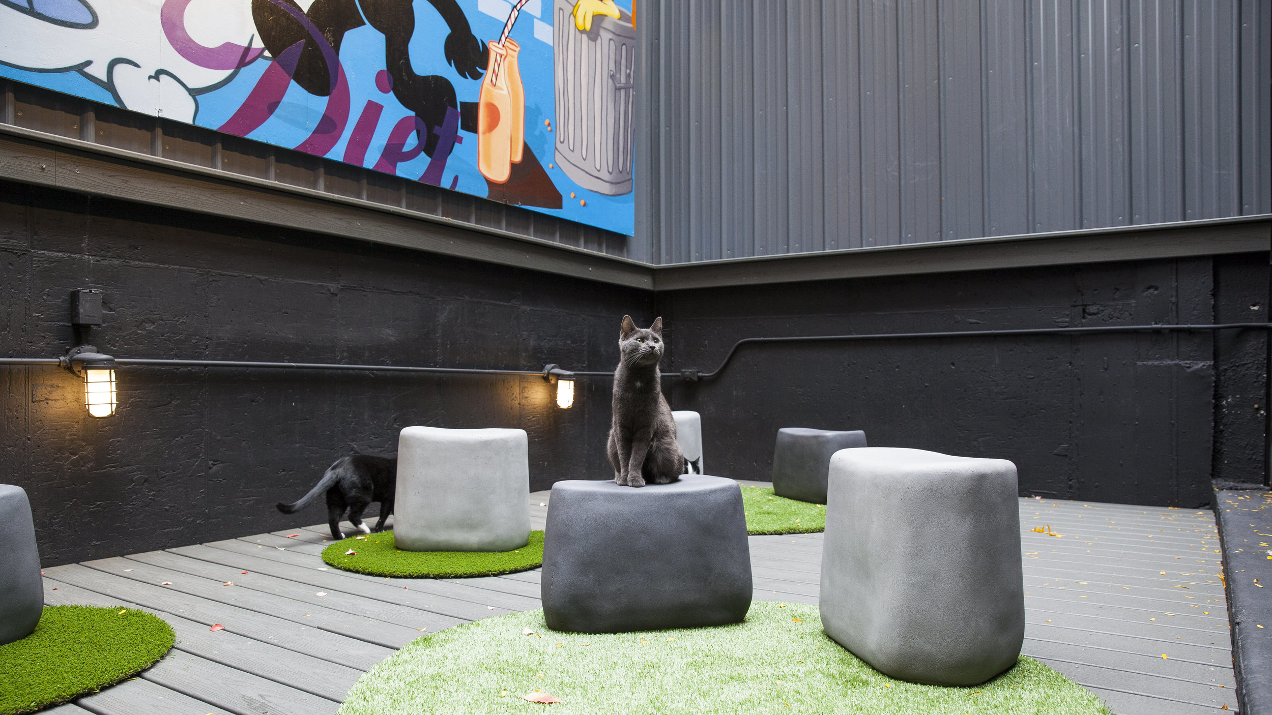 49 Best Pictures Cat Cafe New York Manhattan : Cat Cafe Offering Feline And Caffeine Fix Comes To New York City Wsj