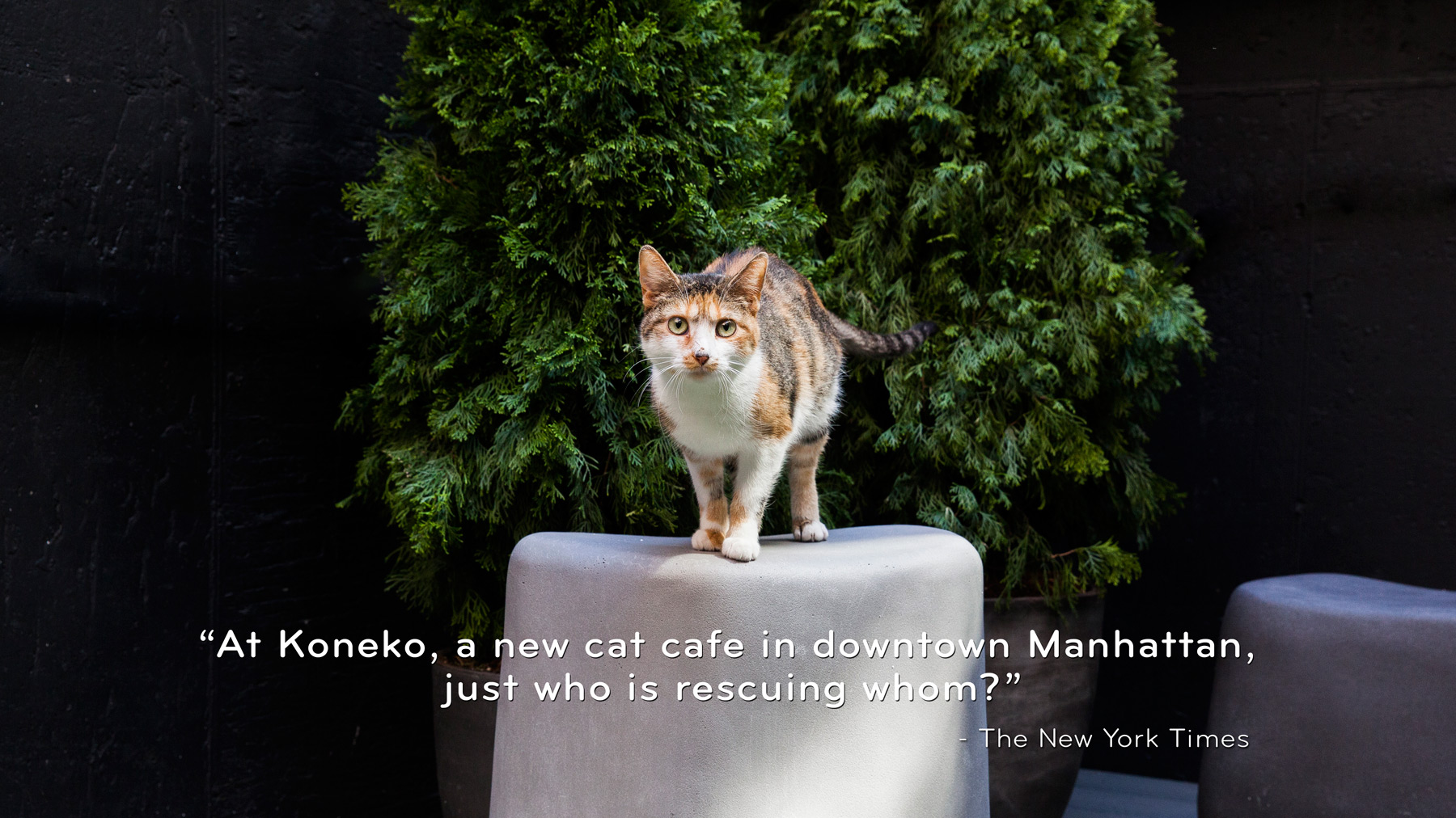 Adopt — Koneko Cat Cafe