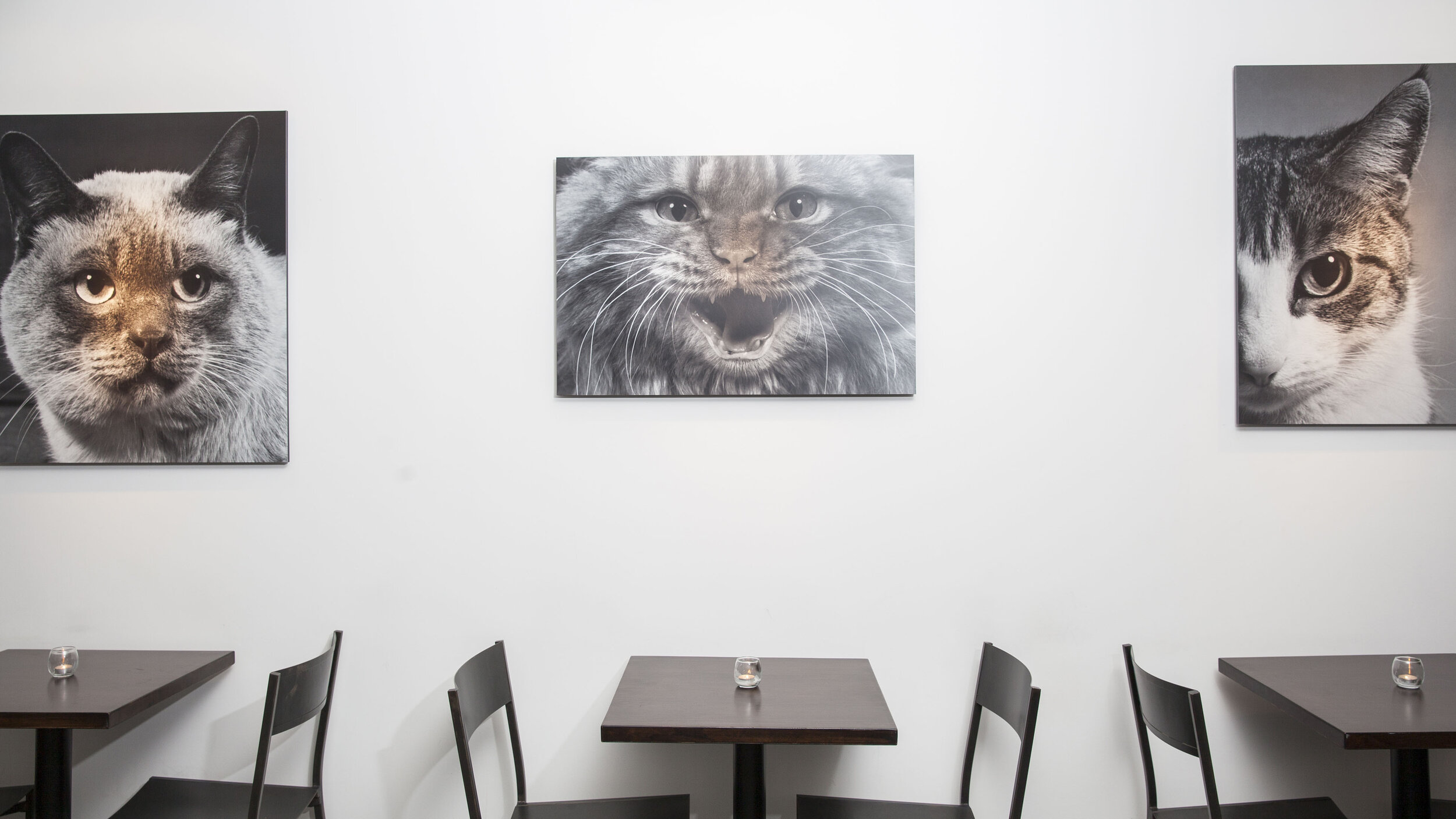 Adopt — Koneko Cat Cafe