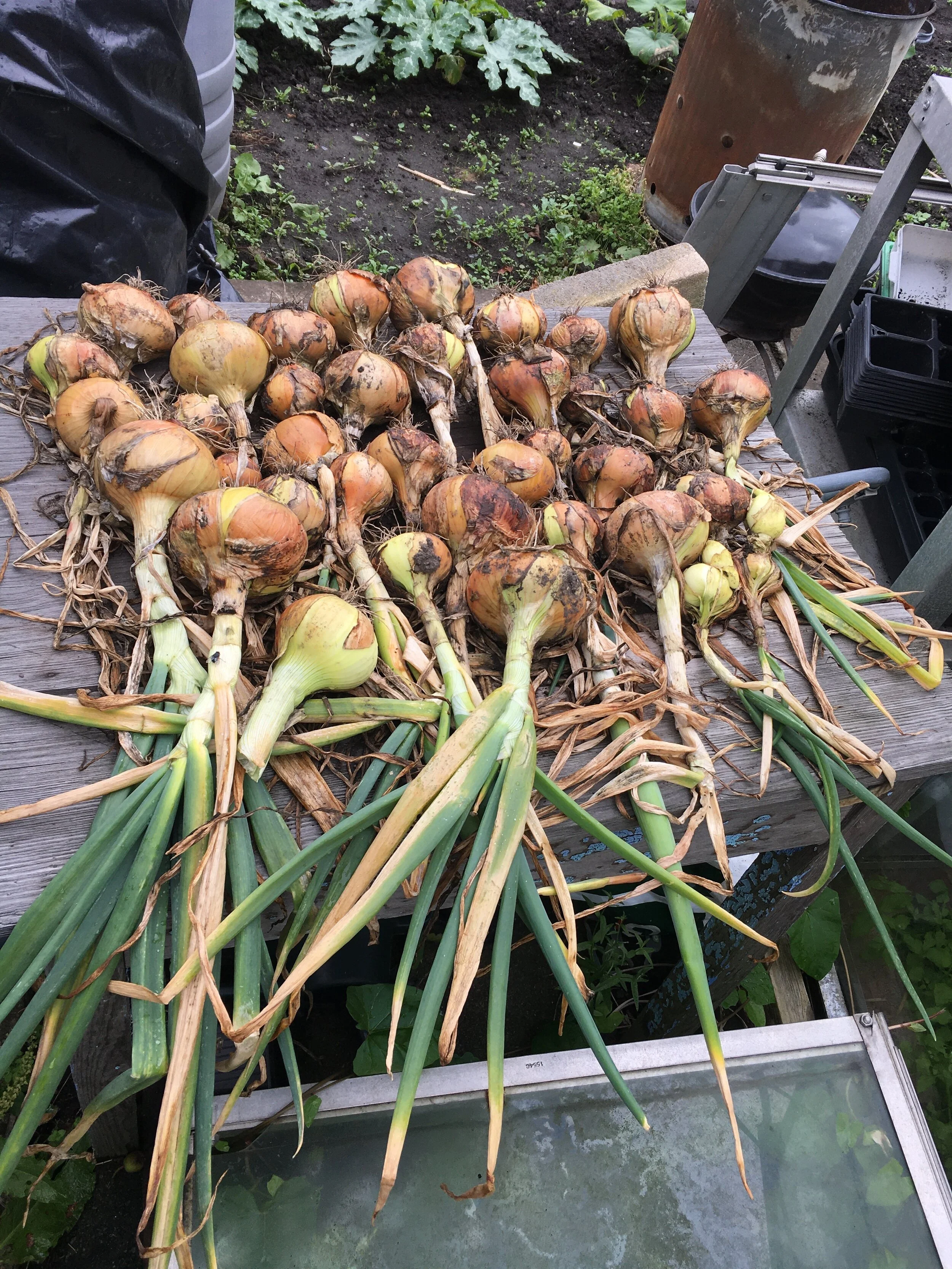 Daves Onions