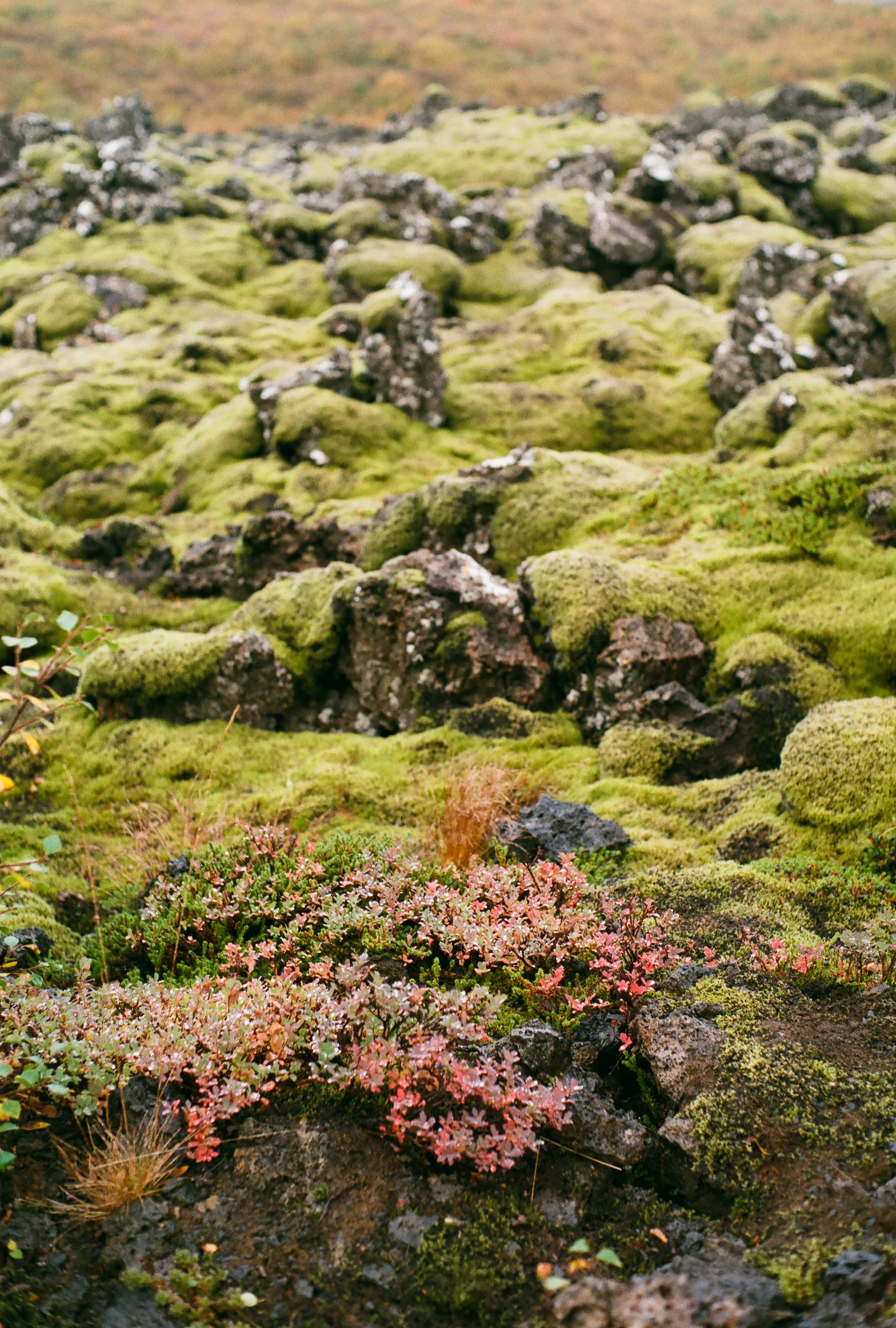 Iceland - 00193 - Chris Goetchius 2017 - WEB UPLOAD ONLY.jpg