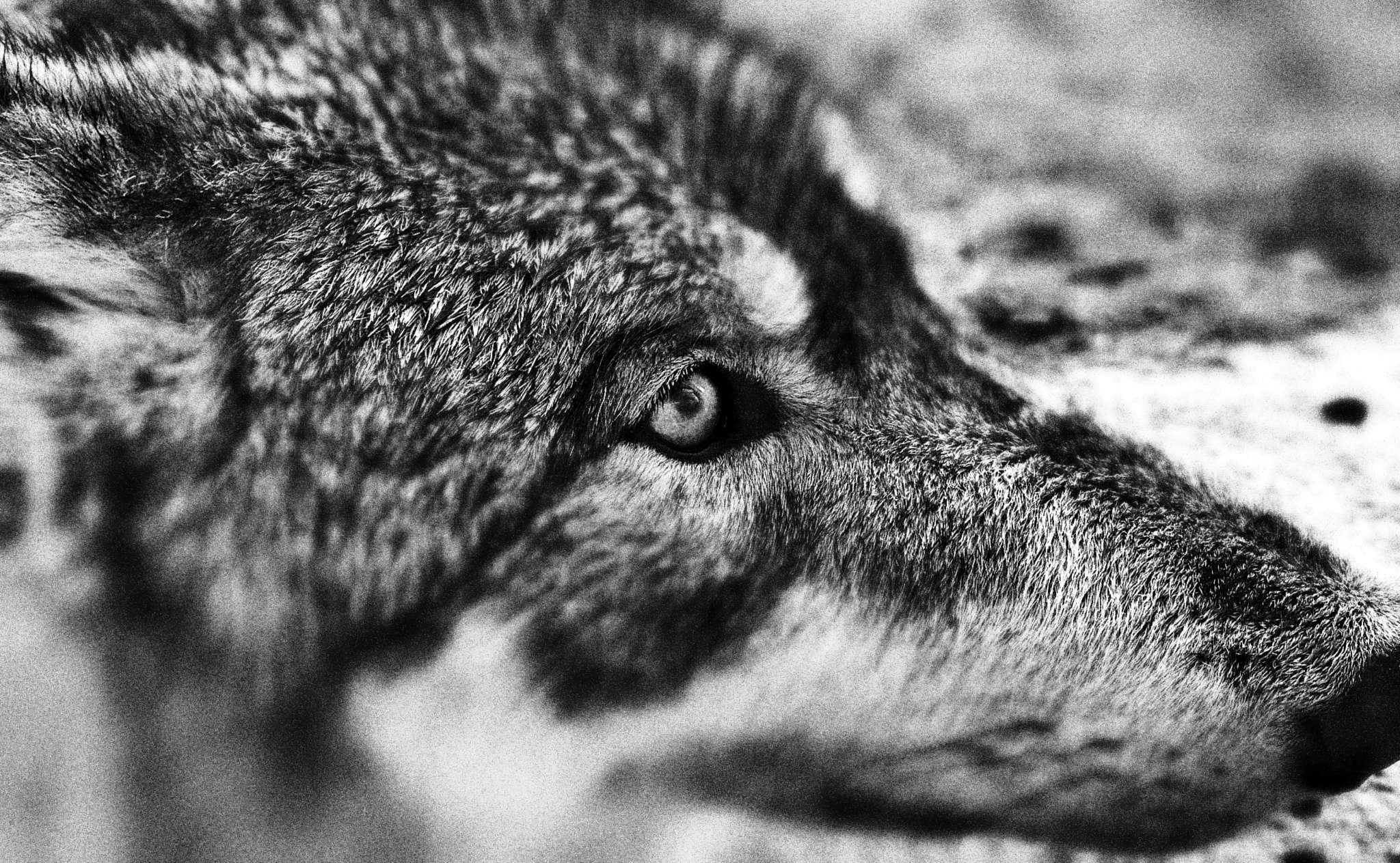 Photographs of North Western wolf taken by Mark, Feb 2014