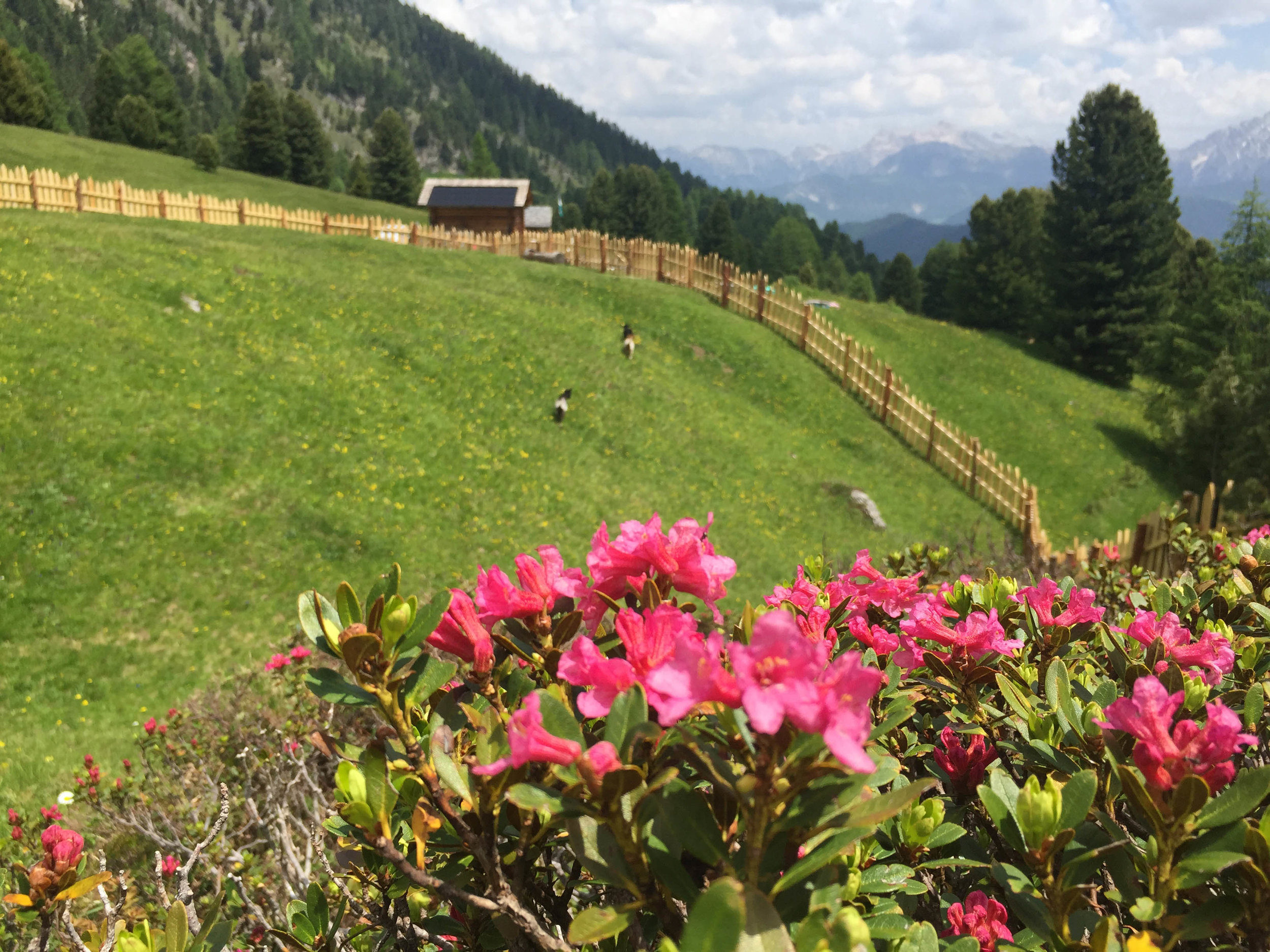 Alpenrosen ütia ciampcios.jpg