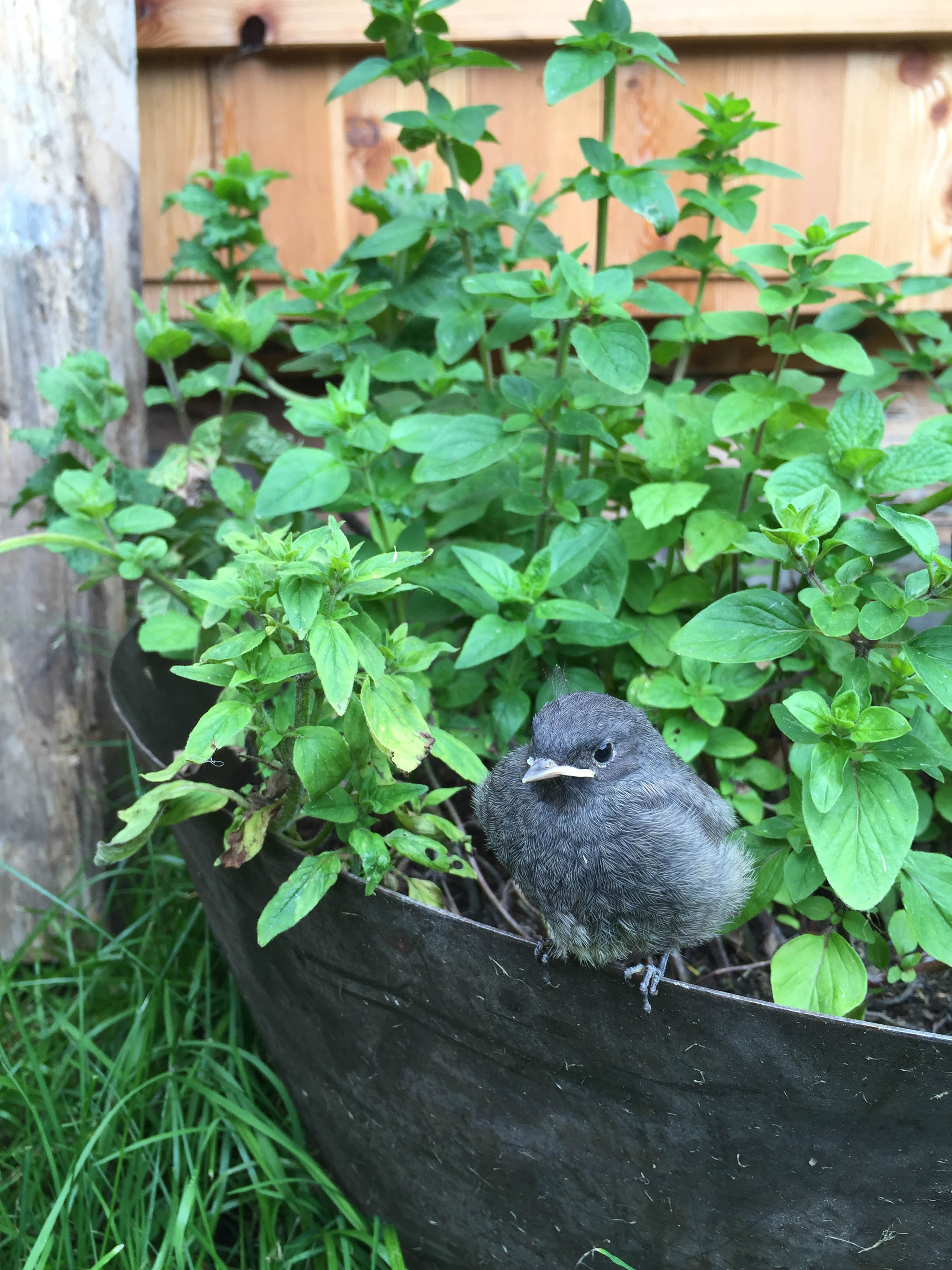 Kräutergarten ütia ciampcios.jpg