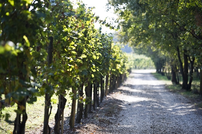 I nostri vigneti e l'ambiente circostante