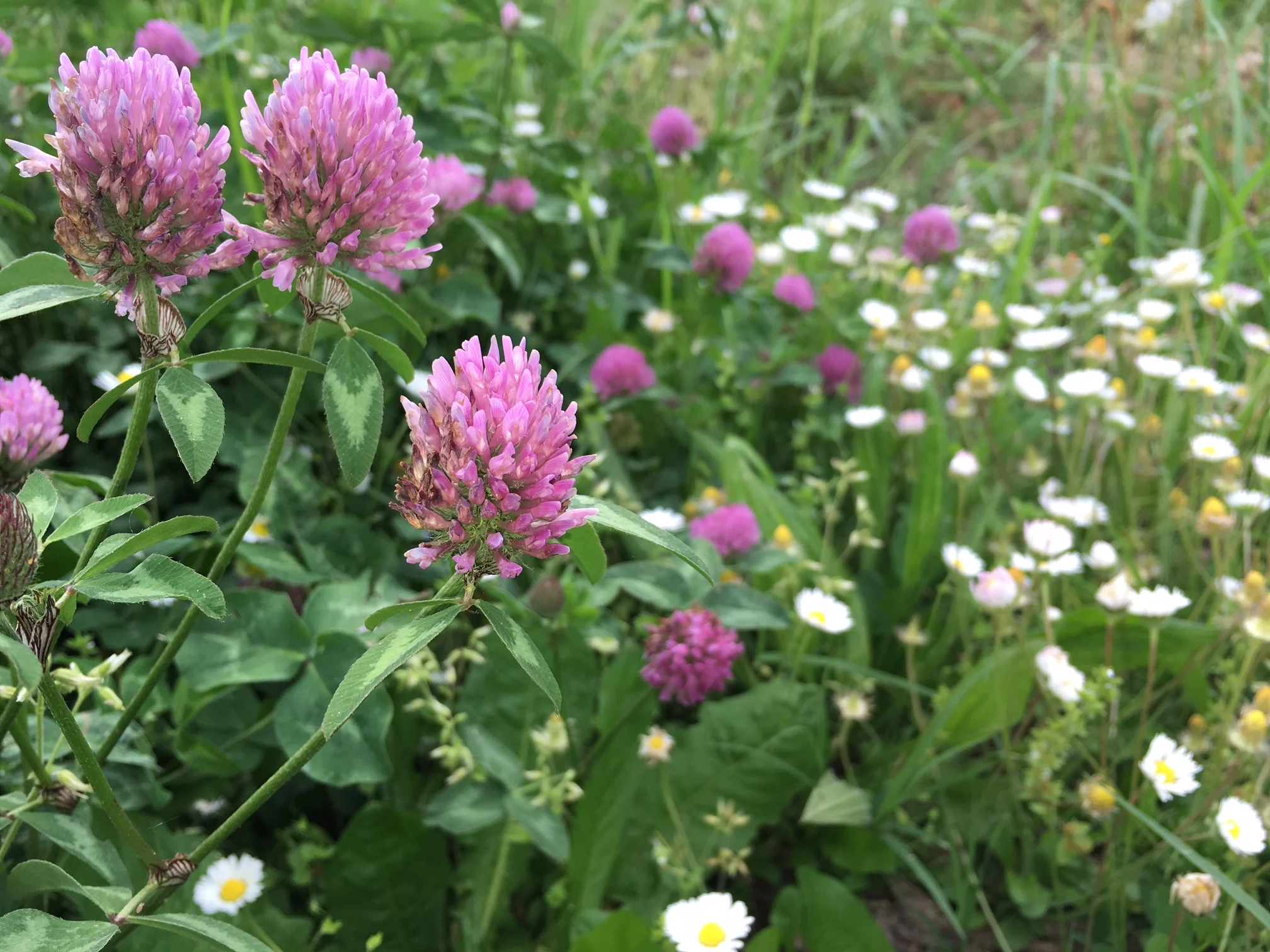 A passeggio con Pia a caccia di erbe buone