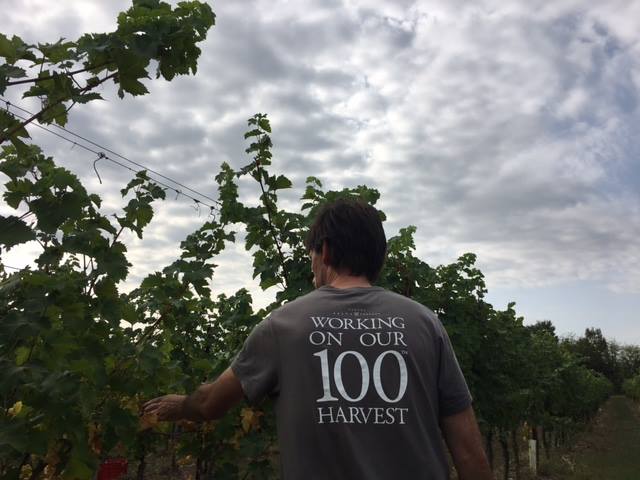 100esima vendemmia.jpg