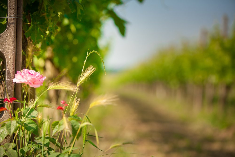 Vigneto in primavera.jpg