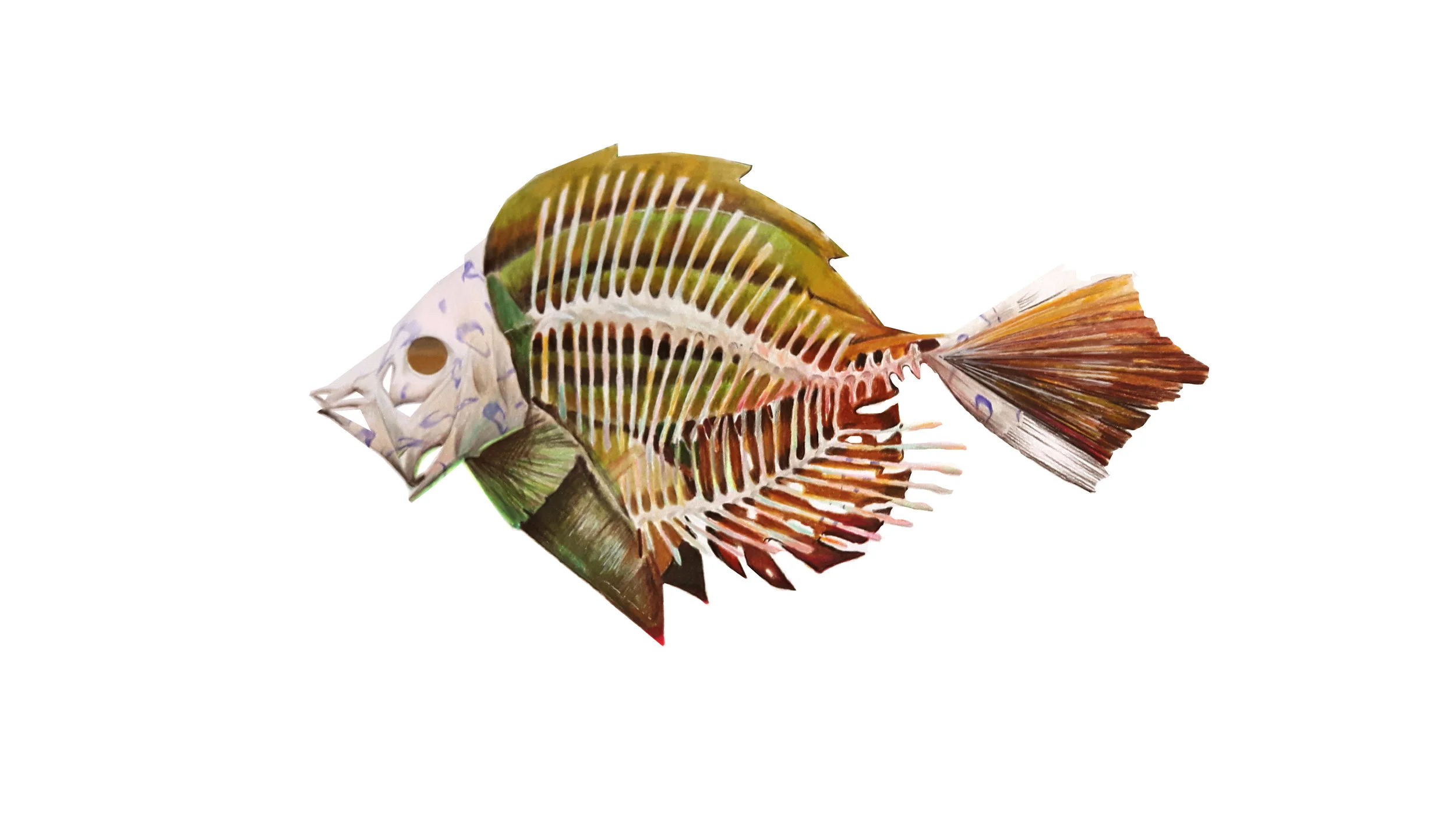 flatfish1.jpg