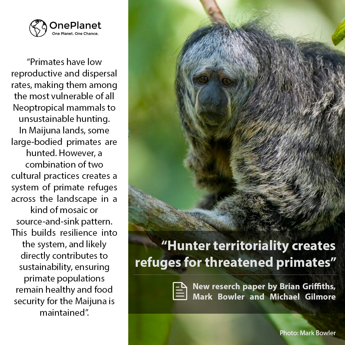 New primate paper! 🐒
Check out the publication by Brian Griffiths, Mark Bowler and Michael Gilmore in the international journal Environmental Conservation that explores how Maijuna hunting practices conserve threatened primates in Loreto, Peru, crea
