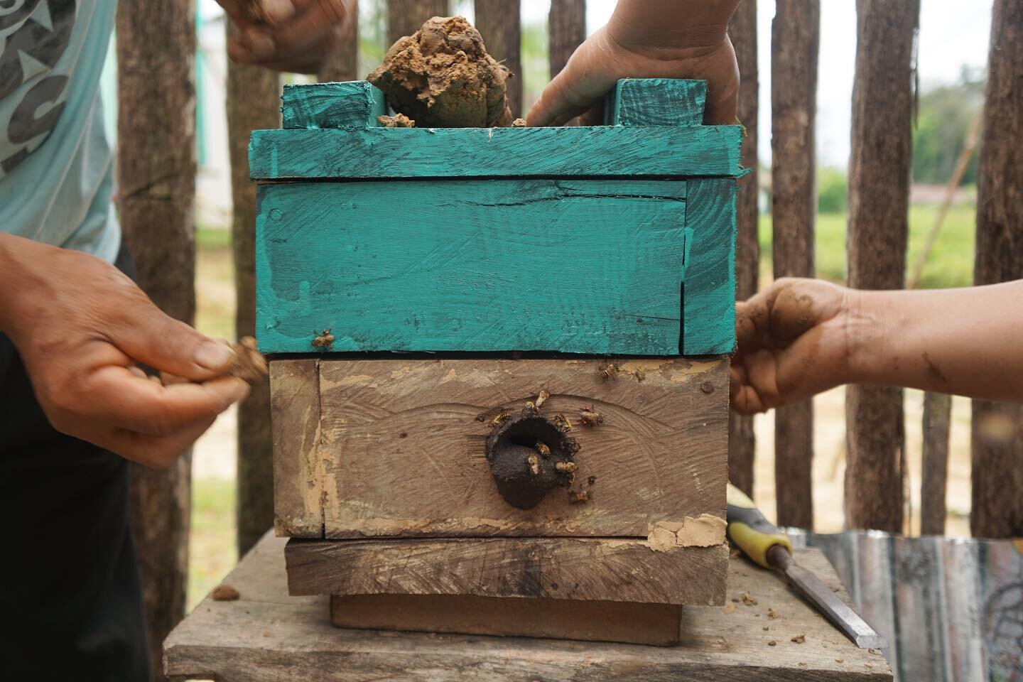 Maijuna beekeepers are emerging as the future of the Maijuna Stingless Beekeeping school! 
&nbsp;
Shown here, beekeeping educators (&ldquo;Promoters&rdquo;) Magnolia and Ilder are practicing colony multiplications with their neighbors. They are eager