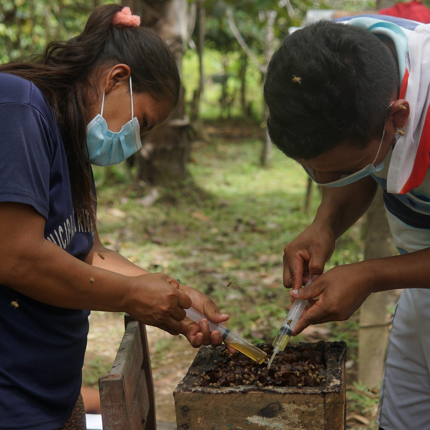 We are excited the Maijuna Stingless Beekeeping School is growing! 

Recently, the OnePlanet team held a training for Maijuna beekeepers in Nueva Vida to take their first steps in becoming beekeeping educators. Neighbors in Maijuna communities and be