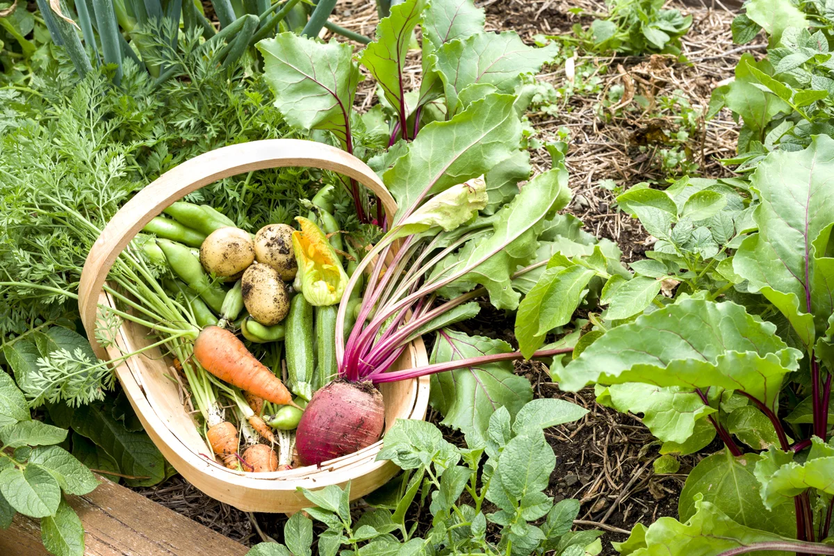 GrowYourOwn_Garden.jpg