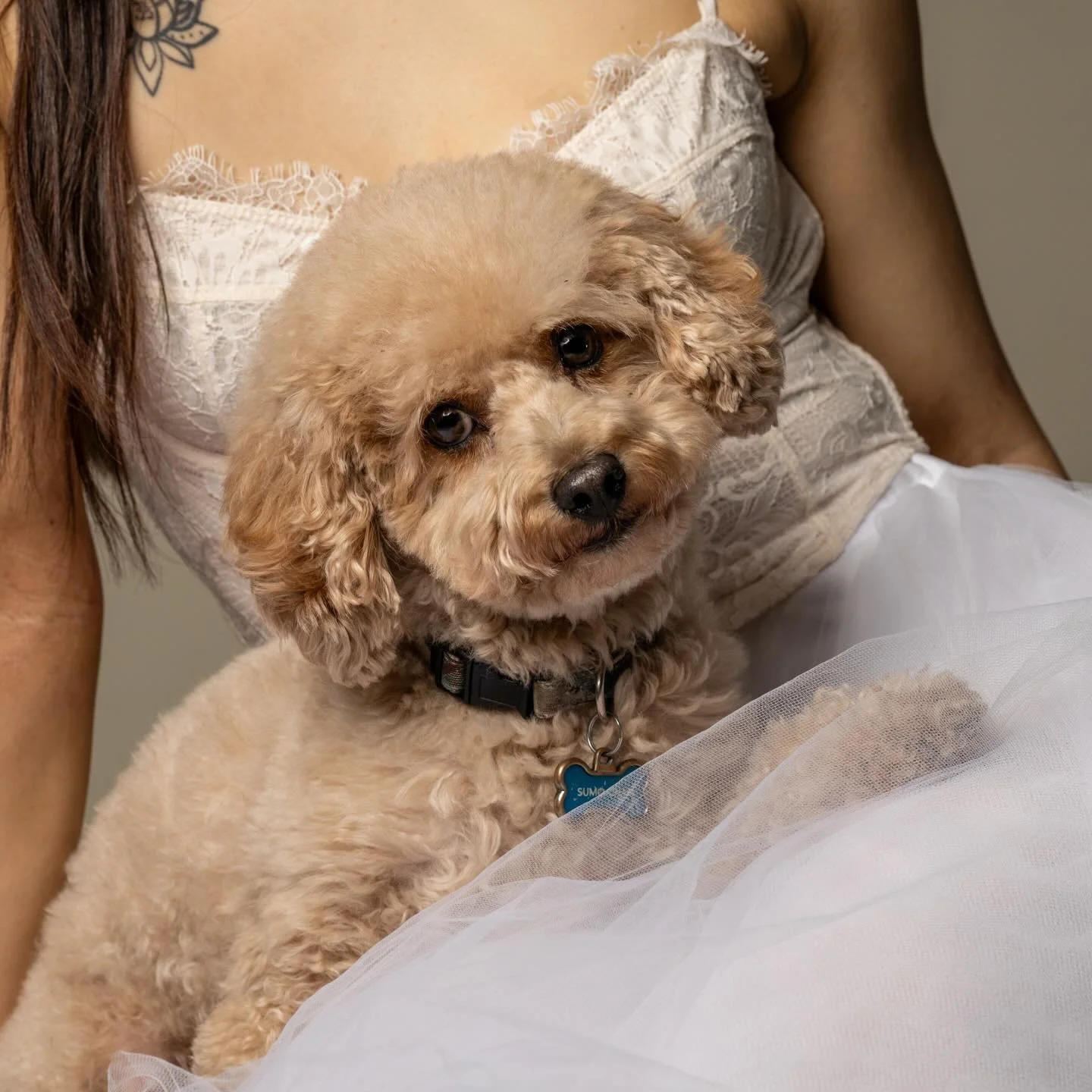 A very happy Bday to @sumo_poo!! Human companion, the uber talented and kind @miye_plie.