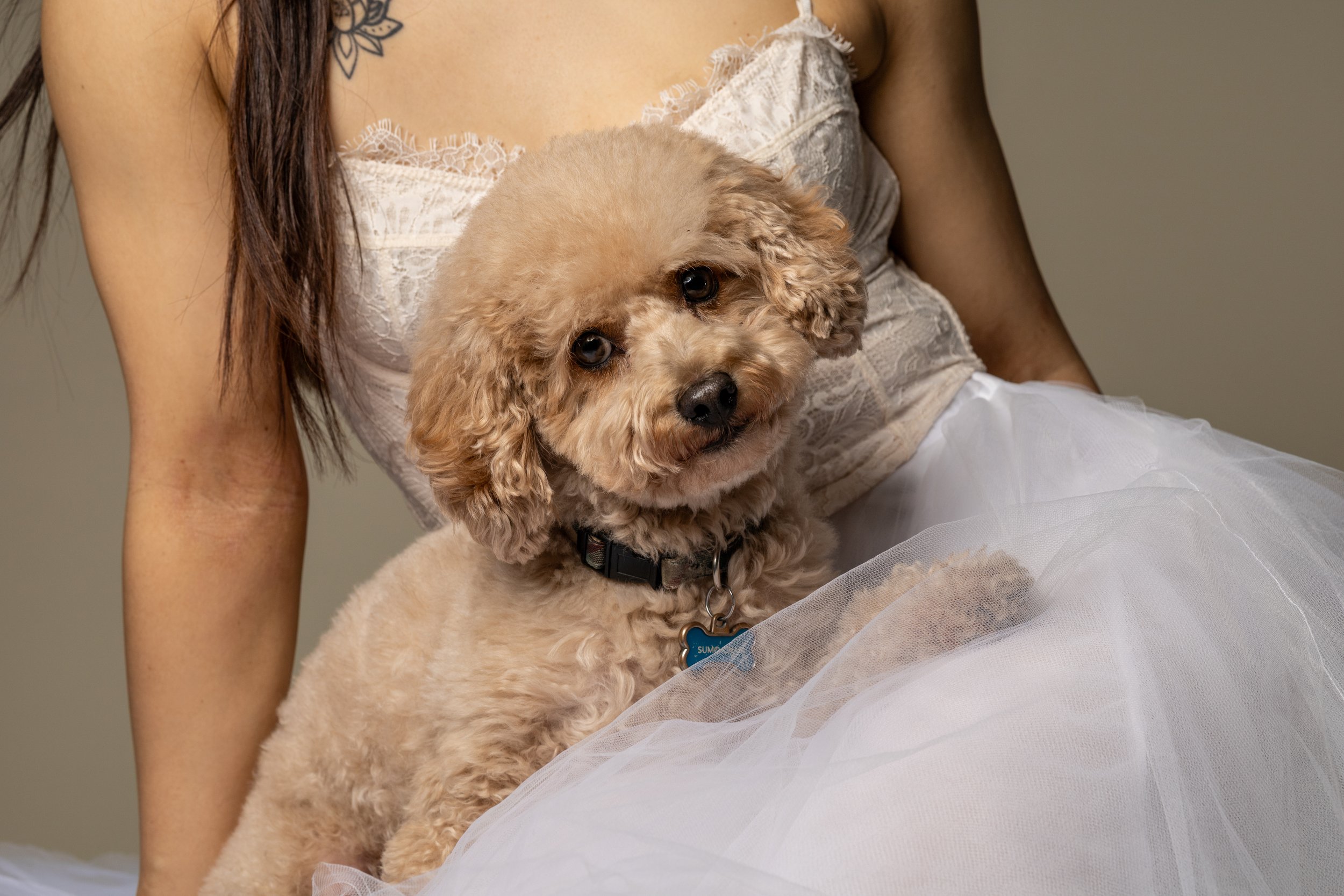 A woman in a white lace top and tulle skirt holding a tan, curly-haired dog with a black collar and blue tag.