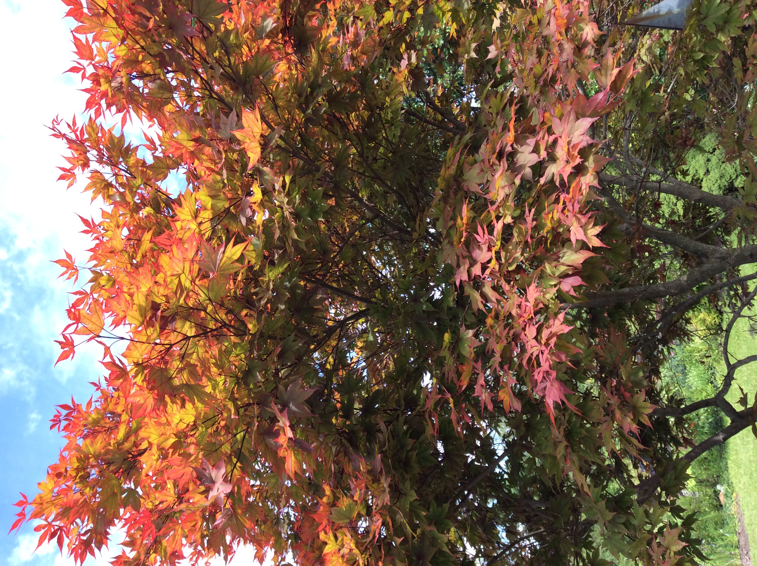  Looking up through the foliage of this Japanese maple I am always amazed at the colors, especially toward late afternoon. 