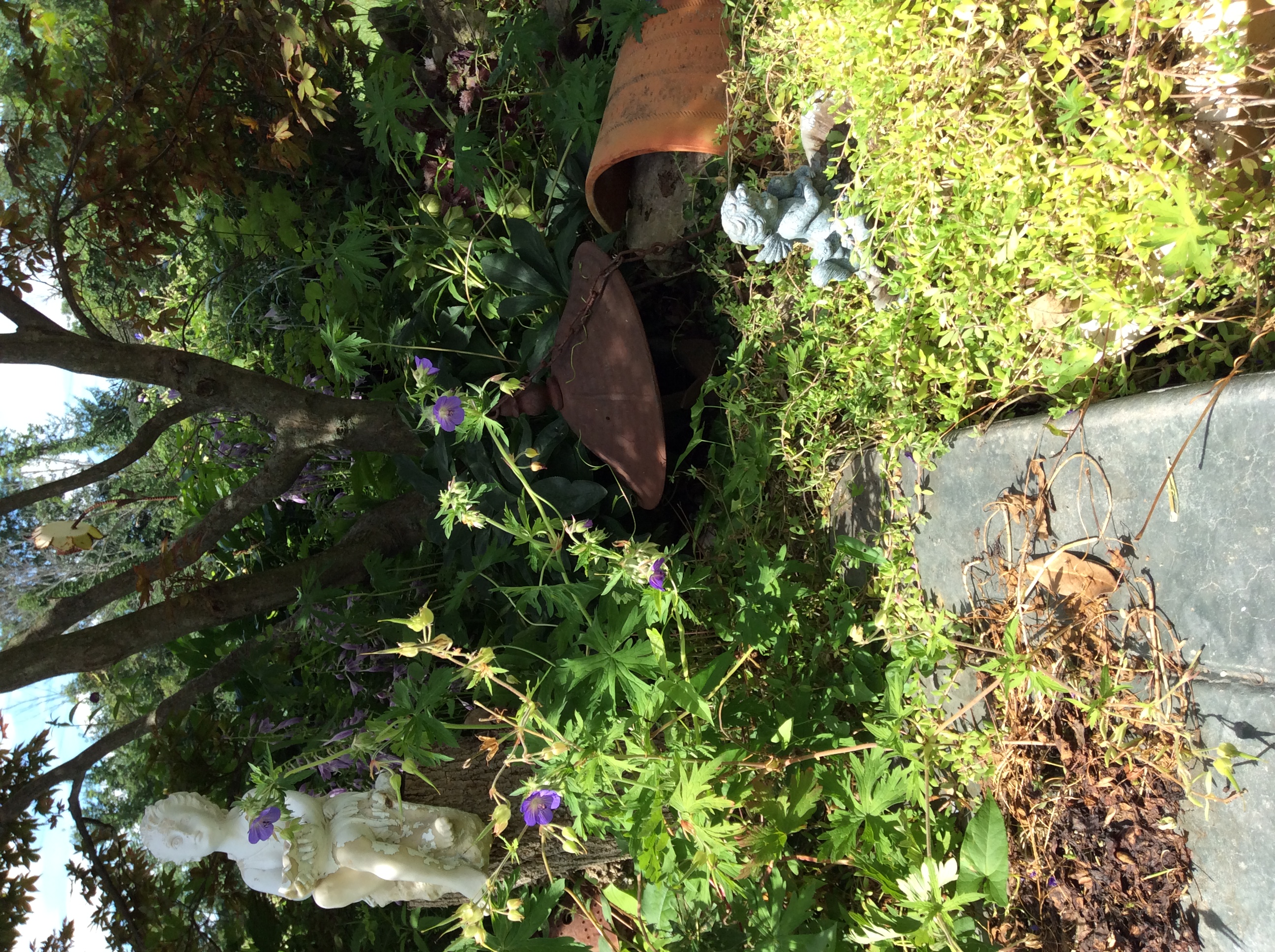  There are always forgotten corners in my garden. &nbsp;This one allows a peek under the maple where you can see part of a large broken terra cotta pot and a fallen bird feeder. &nbsp;I have several half pots semi buried in the earth to provide homes