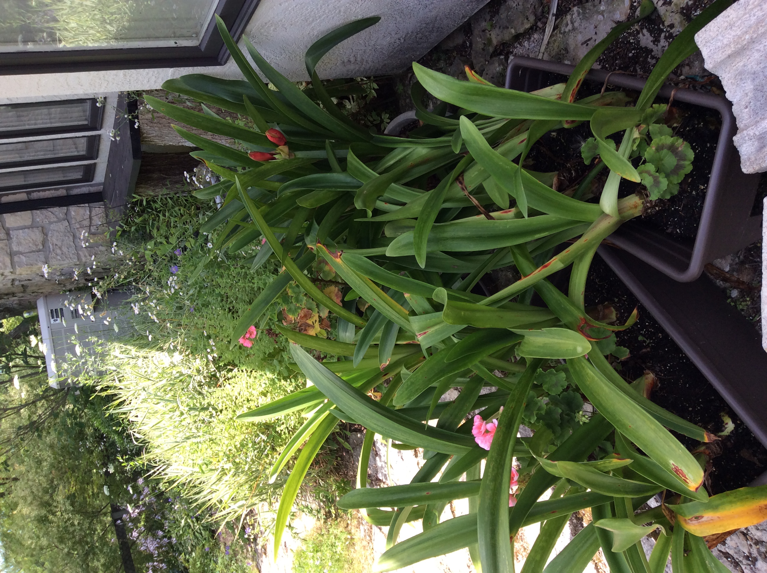  Containers of amaryllis outside for summer. One of them has decided to flower. The geraniums have grown from broken or trimmed plants indoors which I popped into the soil. &nbsp;Further back is a&nbsp;bed of zebra grass with wild asters and Queen An