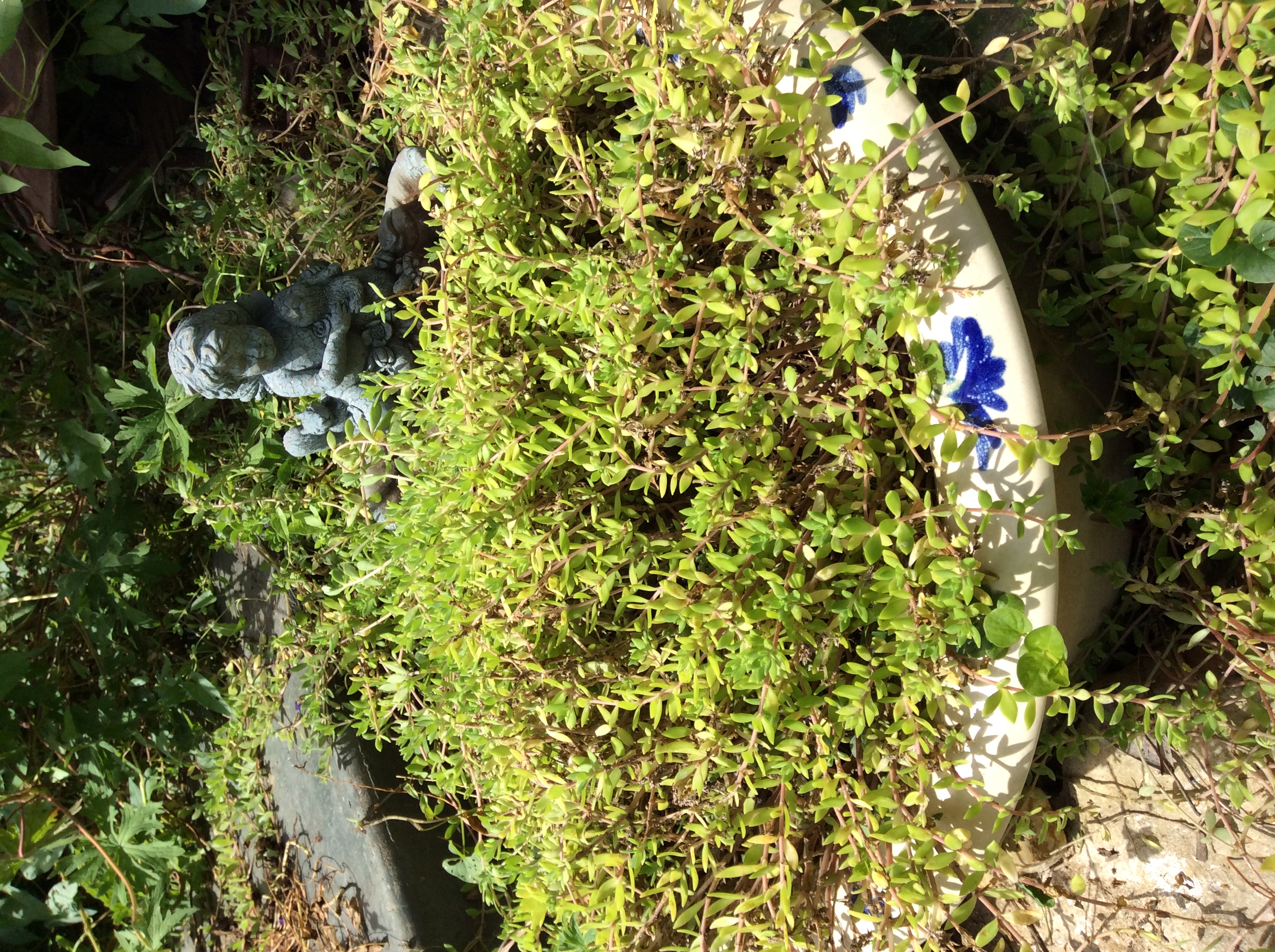  There were several plants in this old sink but the sedum ate them!    