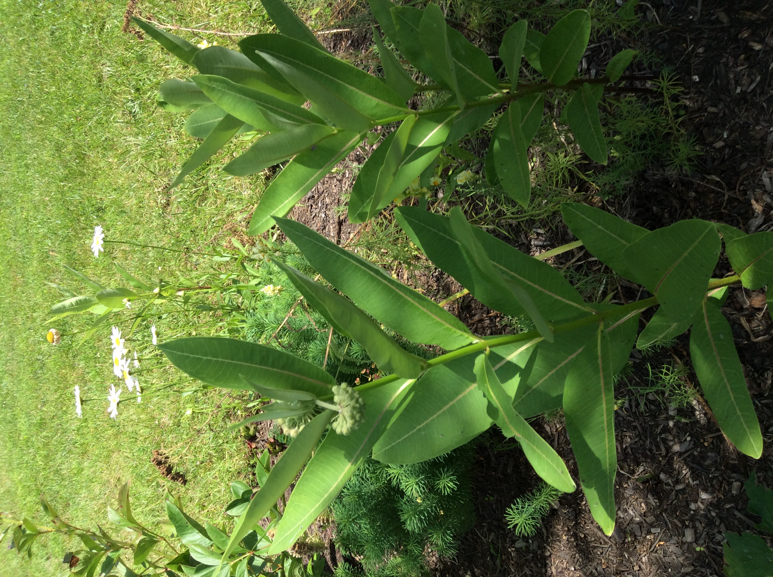  Milkweed 