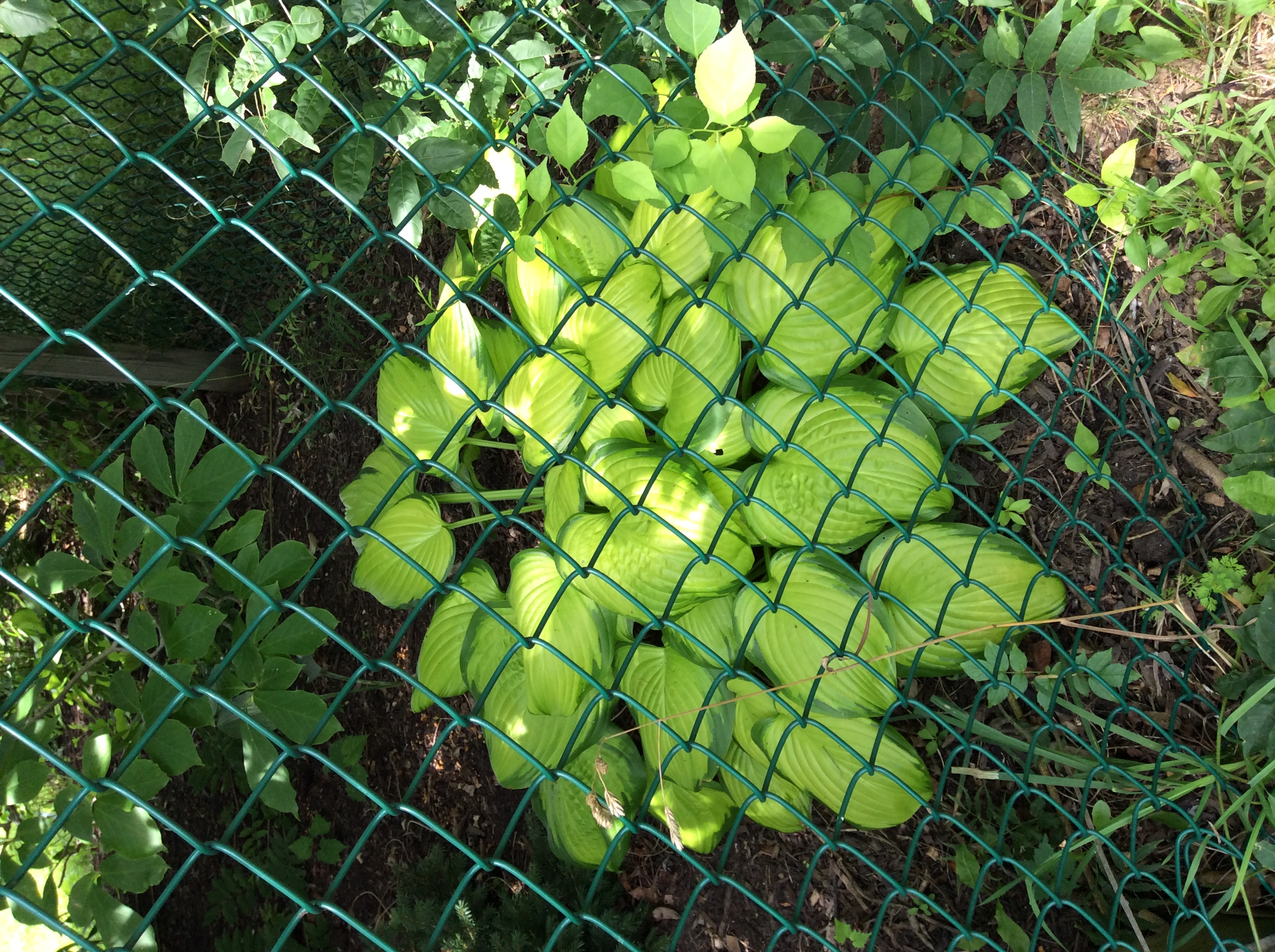   Through the fence I spotted this gorgeous hosta, but I have no name for it.&nbsp; I need to keep records.  