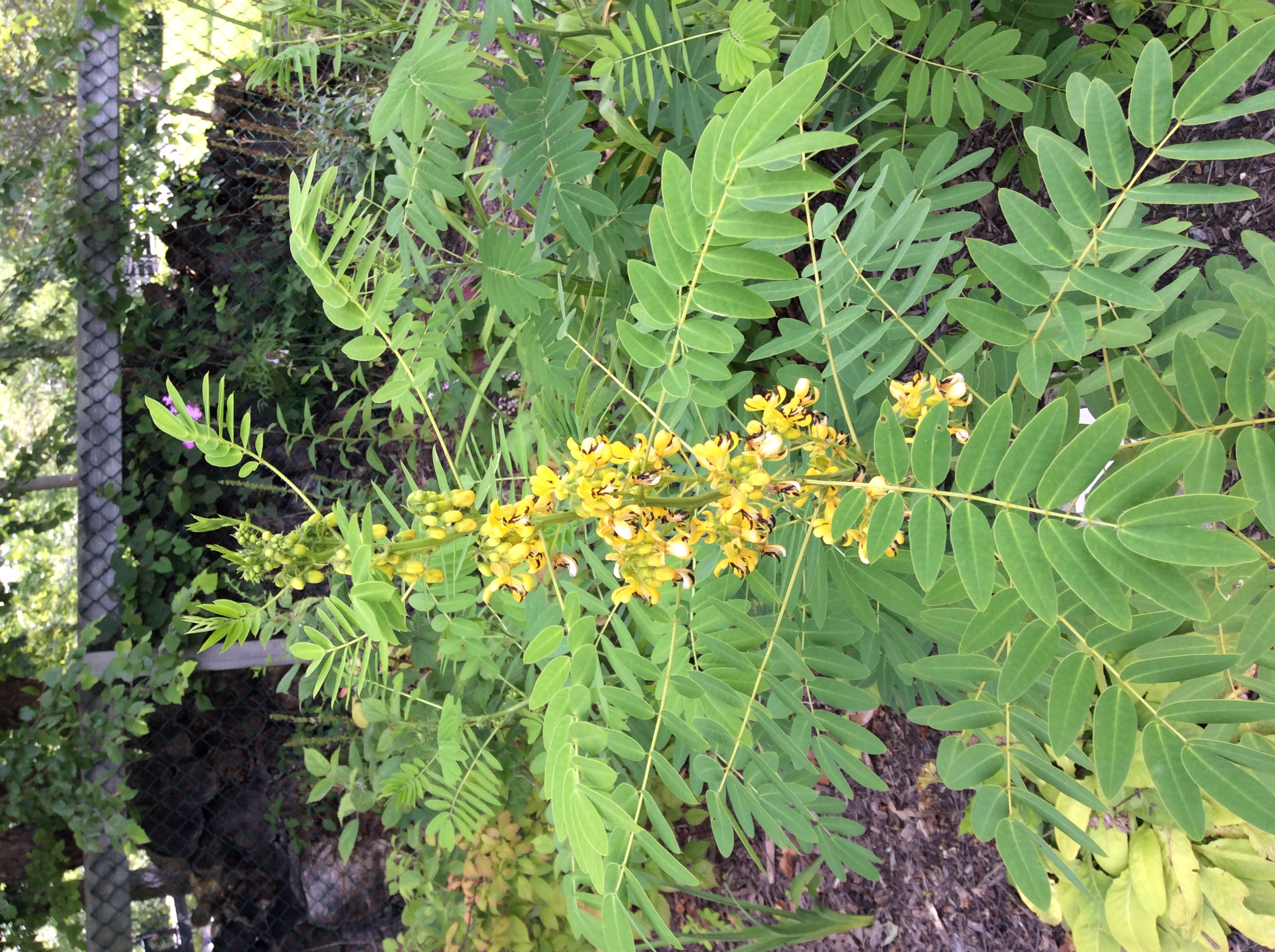  Senna, unknown variety 