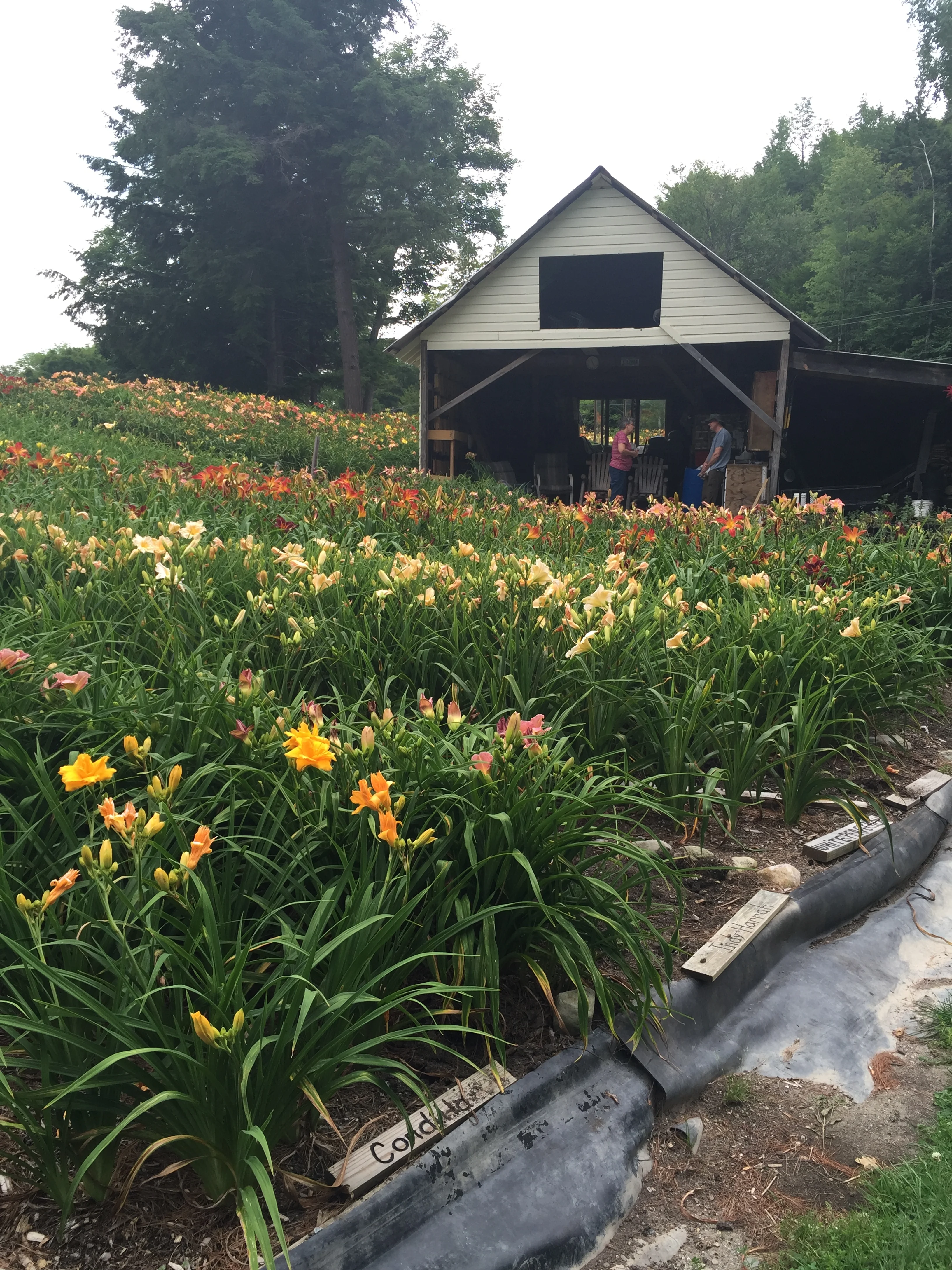 A visit to Jim's Daylilies in upstate New York — Gardeny Goodness!