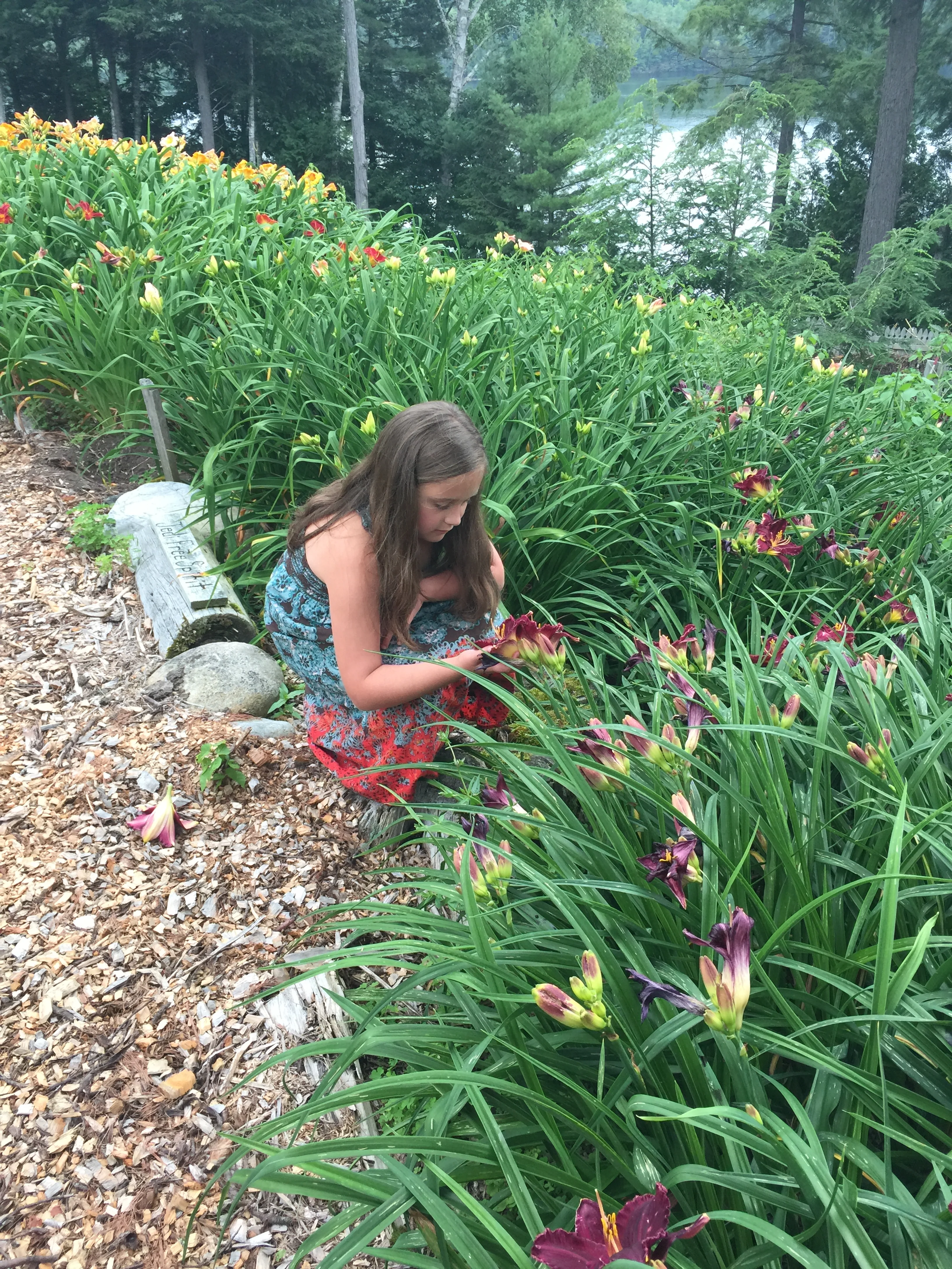 A visit to Jim's Daylilies in upstate New York — Gardeny Goodness!