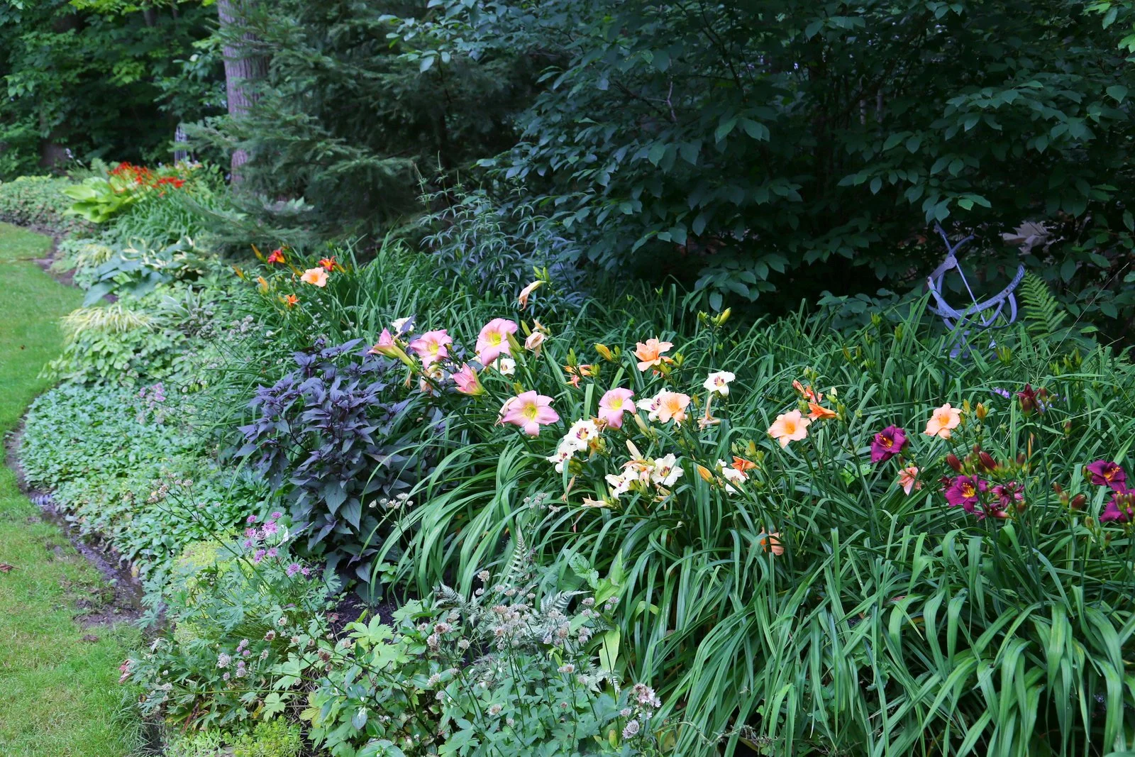 Daniela's Daylily Bed Project in her Ohio garden — Gardeny Goodness!