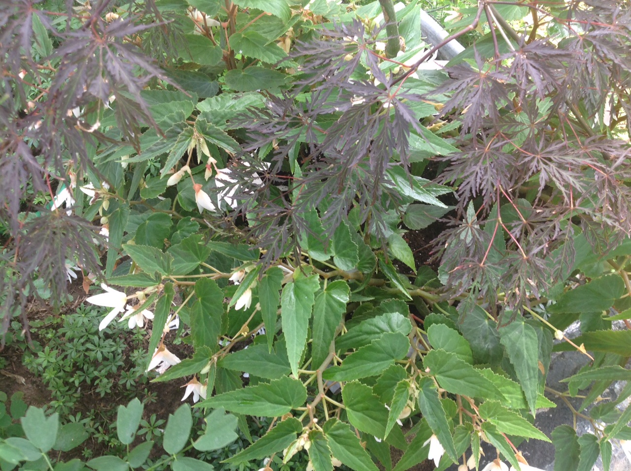   A very young 'Crimson Queen' Japanese maple in a container underplanted with begonias.    