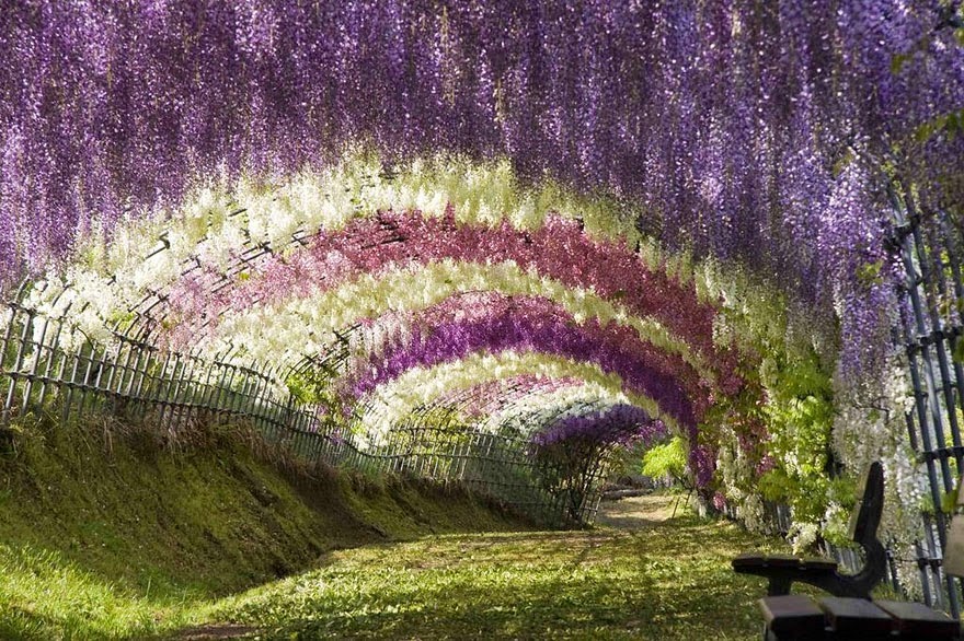 Seven magnificent tree tunnels.... HERE !