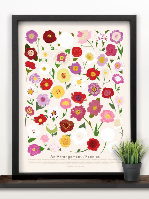 Peonies all year long. A gorgeous poster! They also have roses, tulips, and sunflowers . And a poster of every bird in North America . So cool!