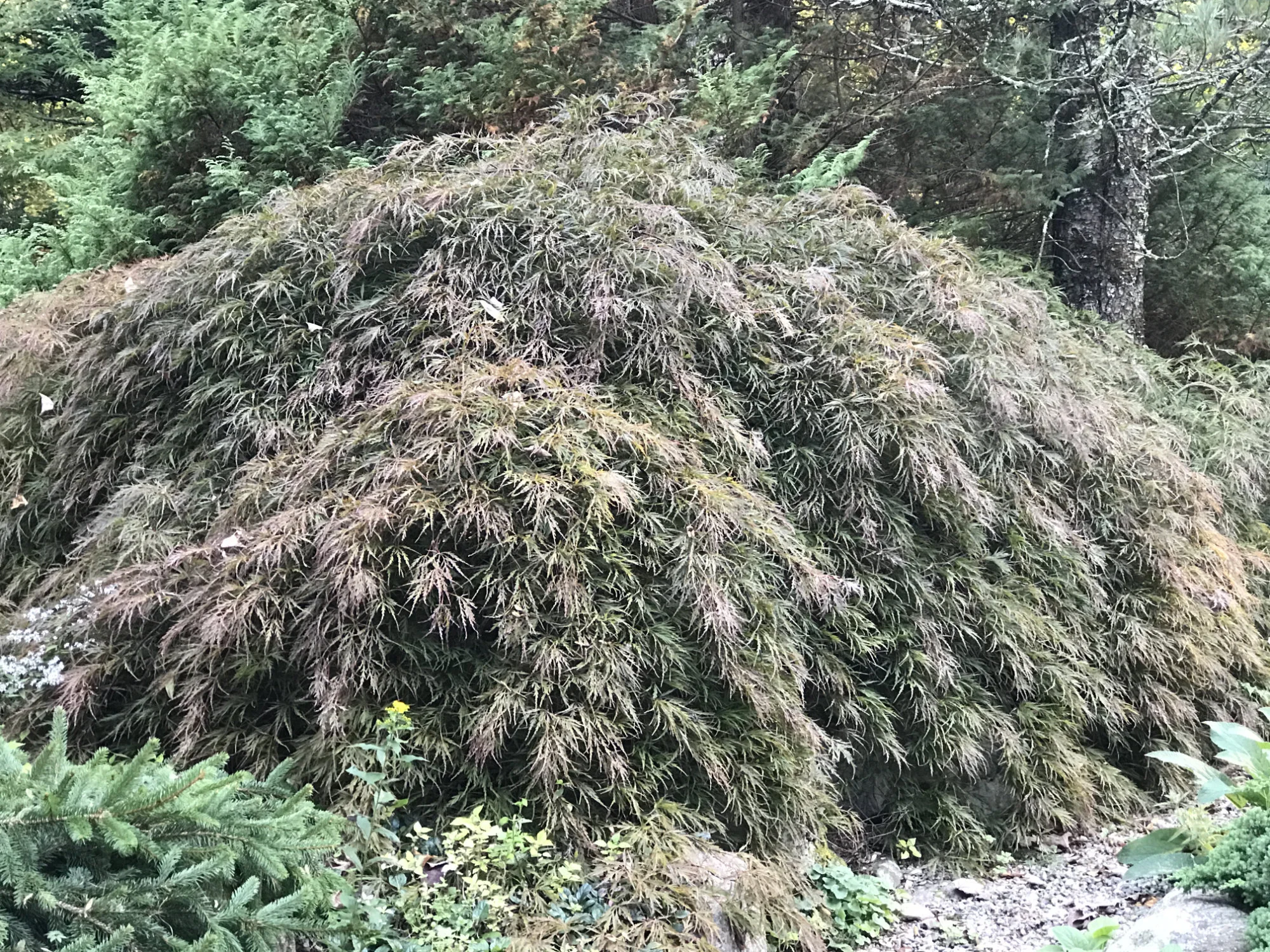 WEEPING JAPANESE MAPLE Acer palmatum cv. • Zones: 5-8 Full sun/partial shade • Up to 15' tall/wide