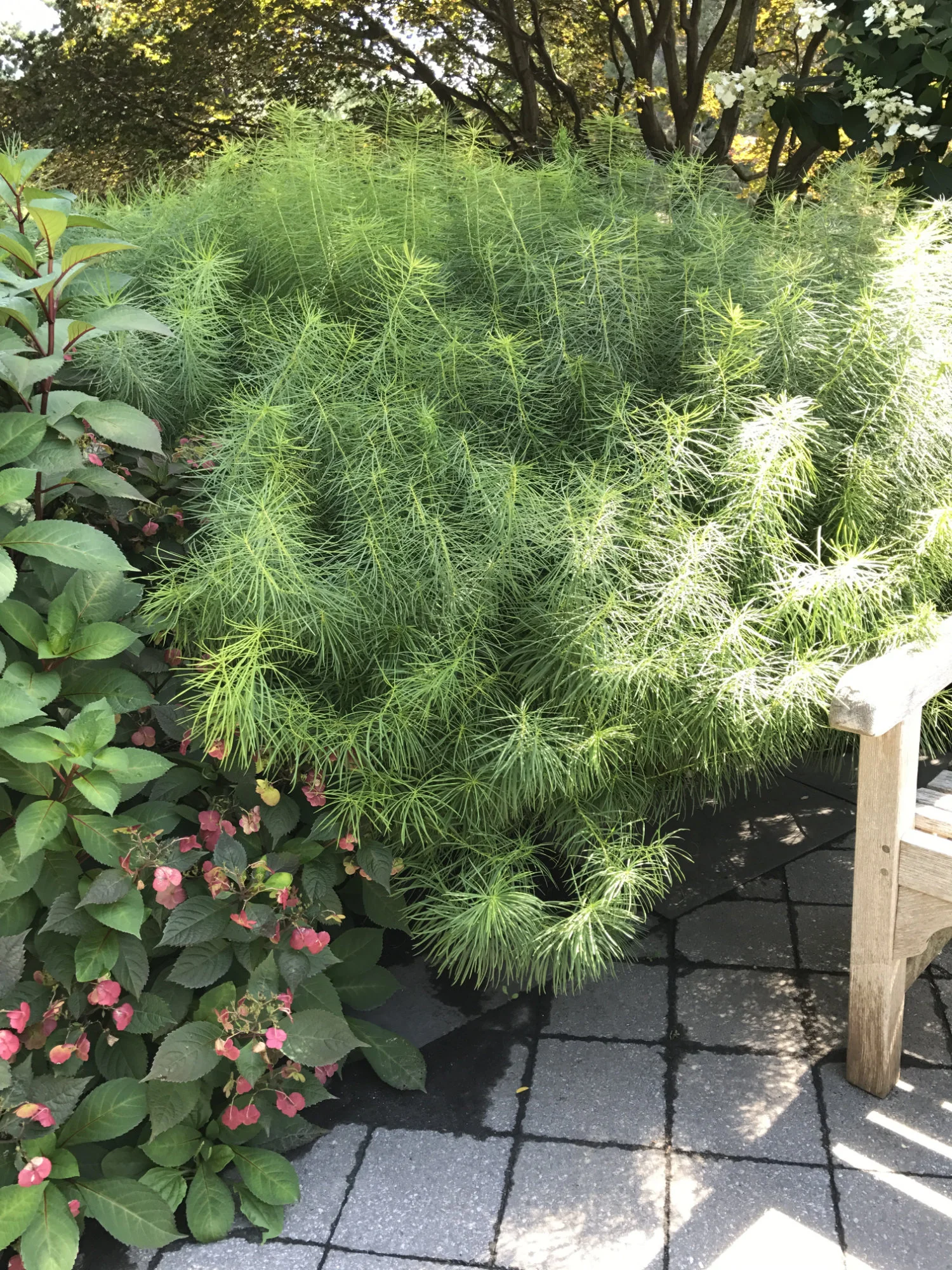Threadleaf Bluestar