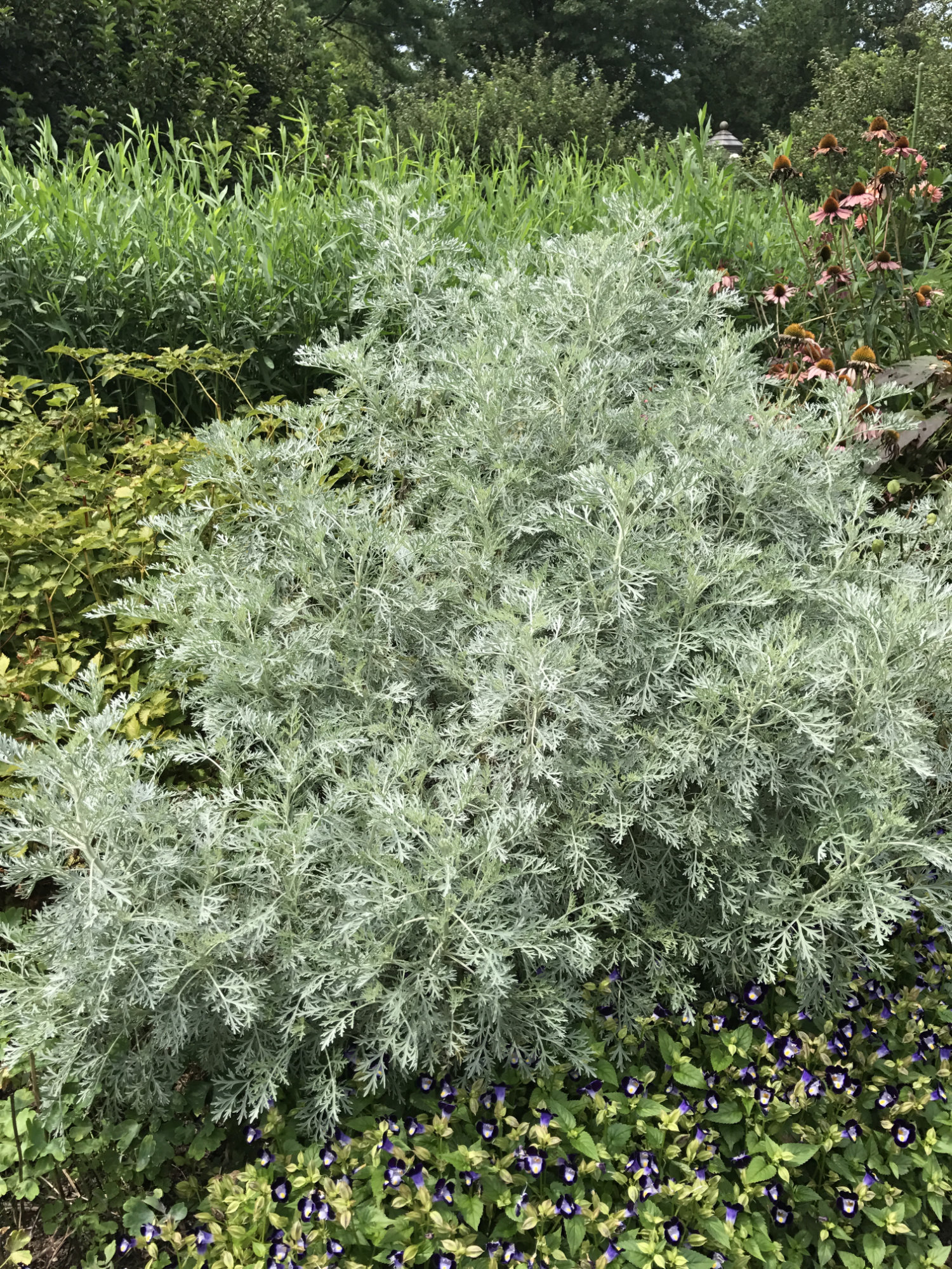 Wormwood