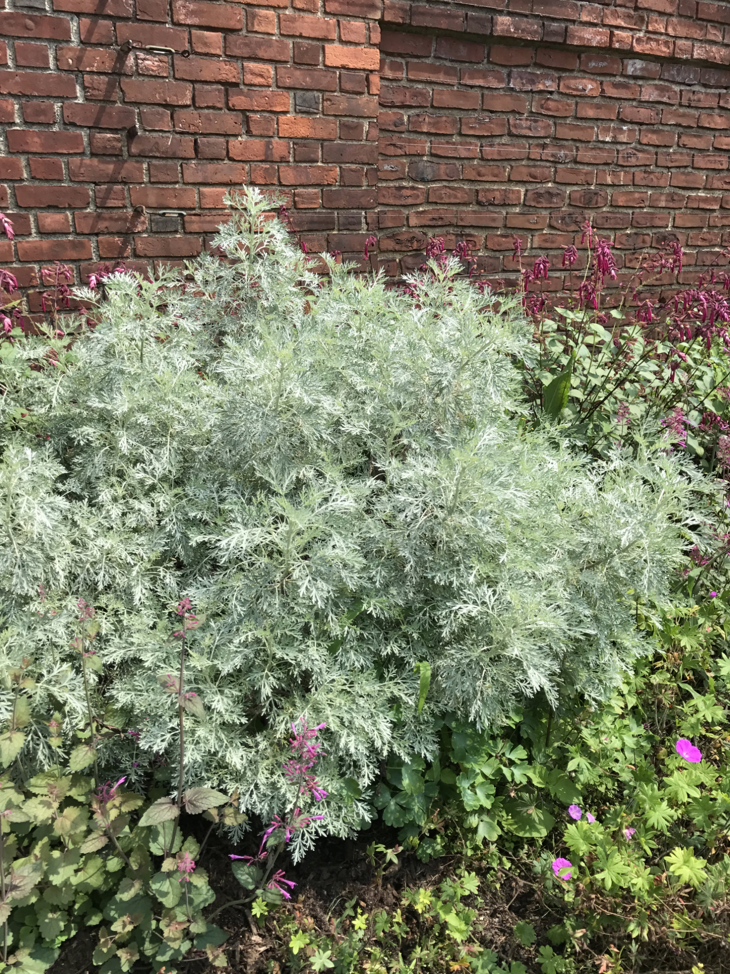 Wormwood