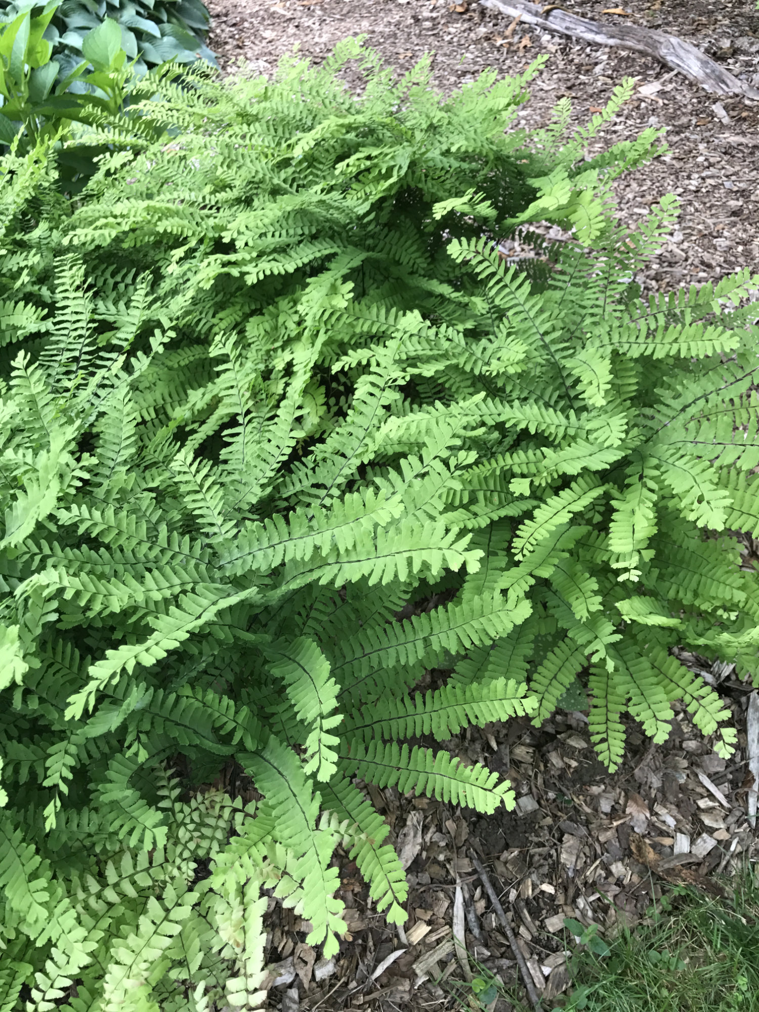 Adiantum pedatum
