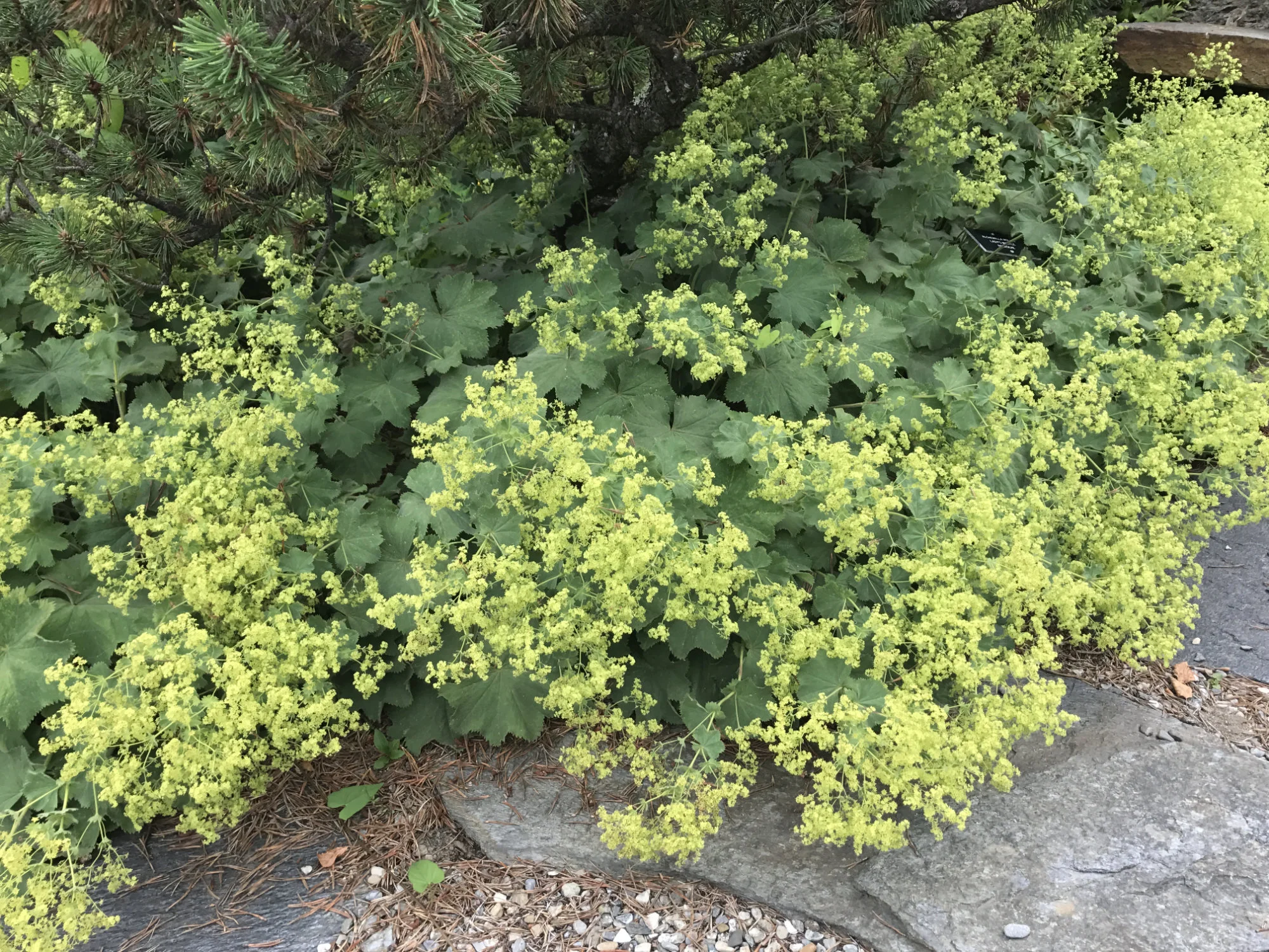 Alchemilla mollis
