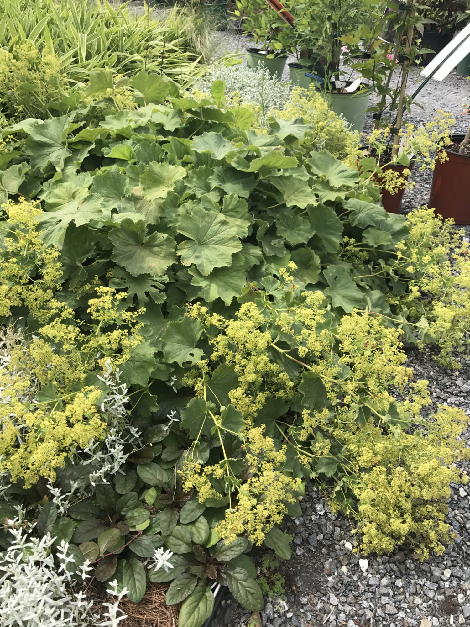 Alchemilla mollis