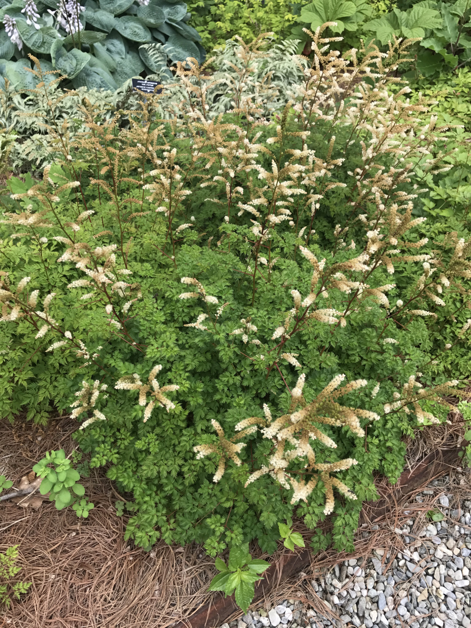 Aruncus aethusifolius