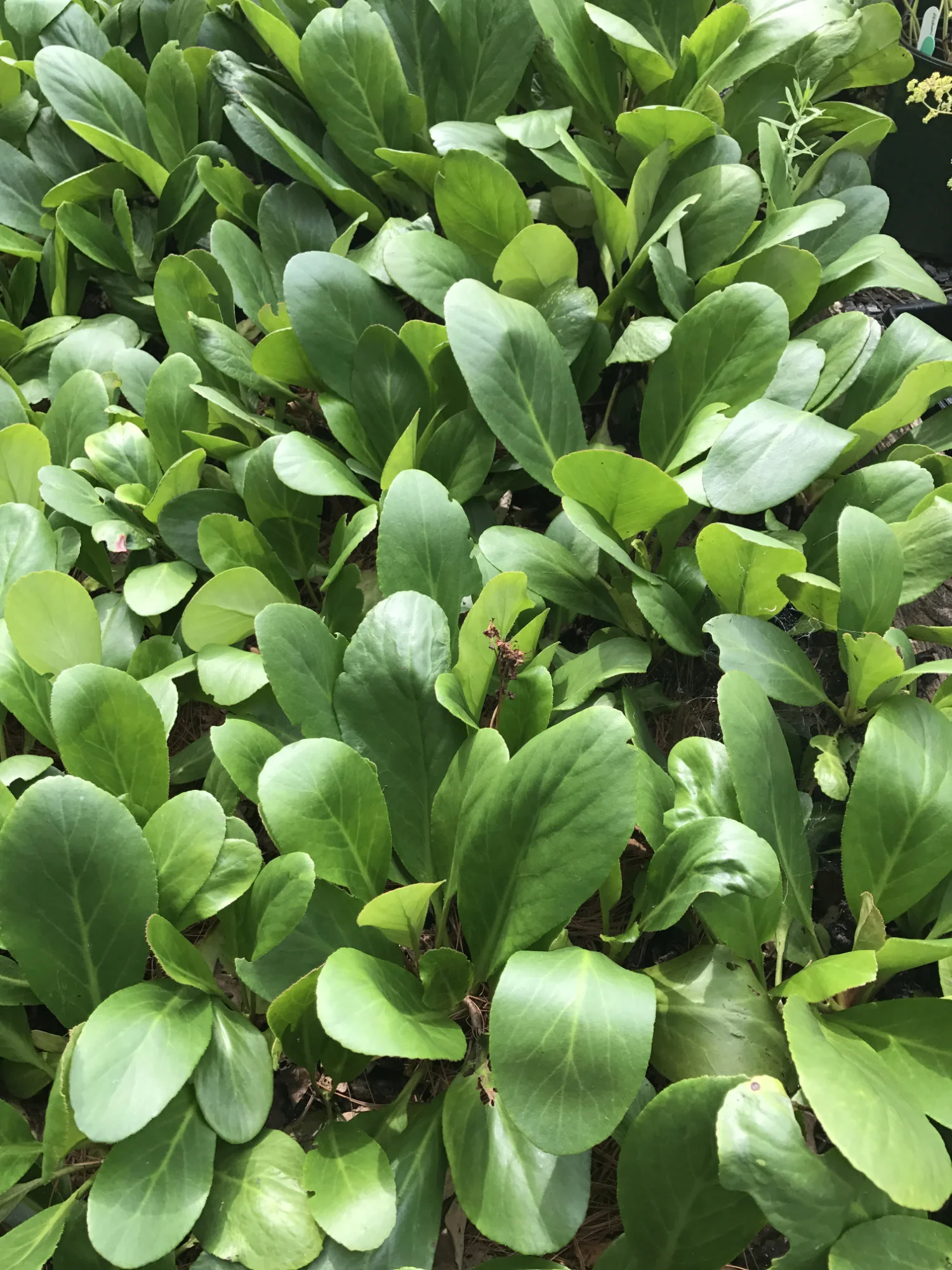 Bergenia cordifolia