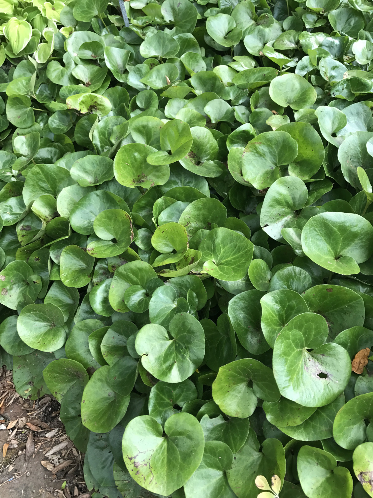 Asarum europaeum
