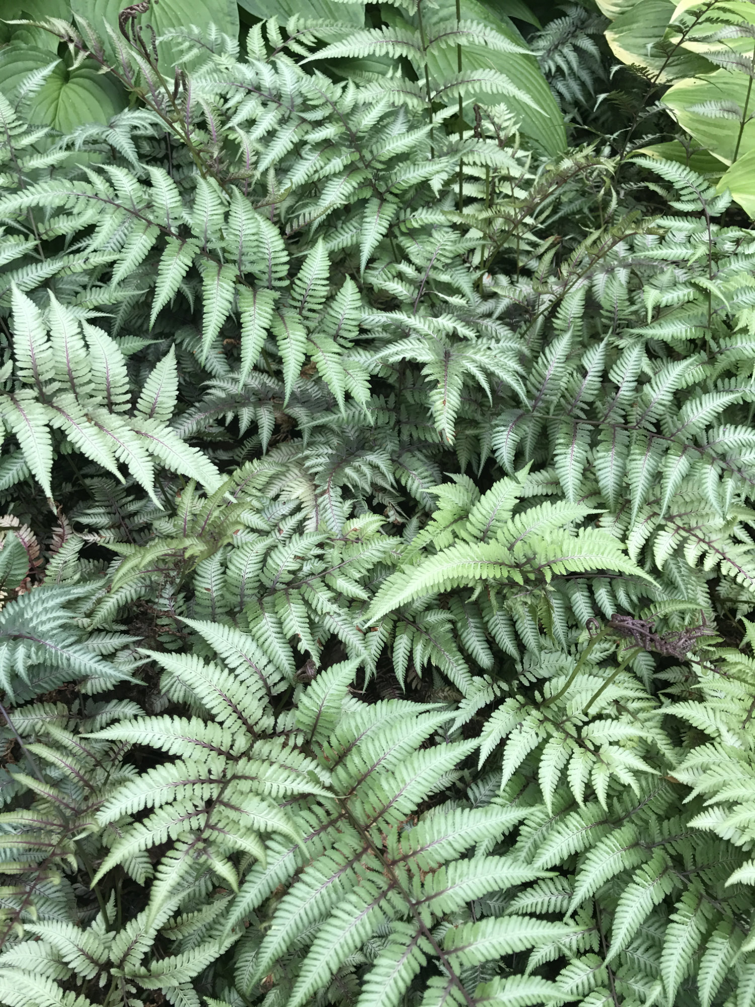 Athyrium niponicum Pictum