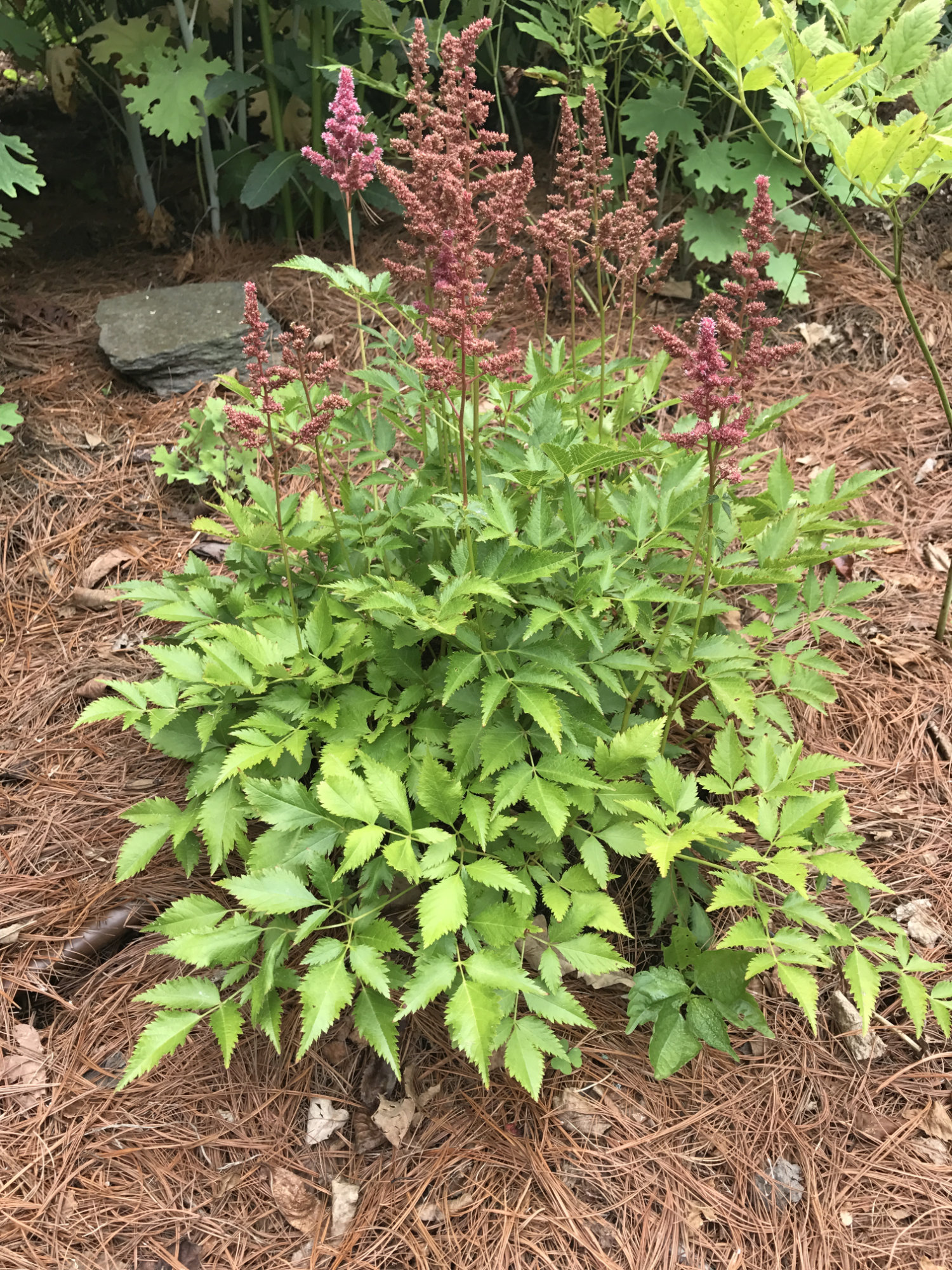 Astilbe 'Bonn'