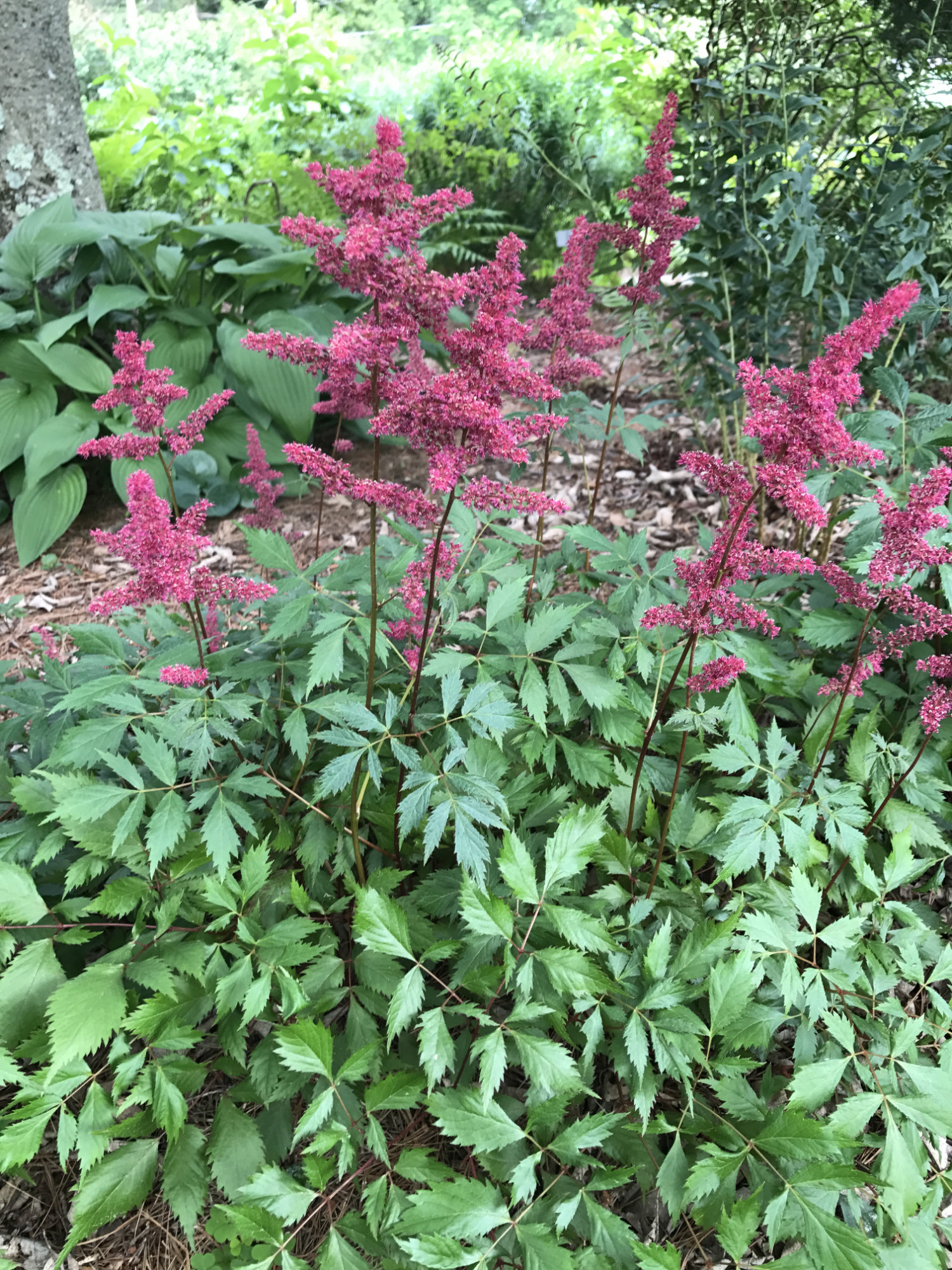 'Fanal' Astilbe