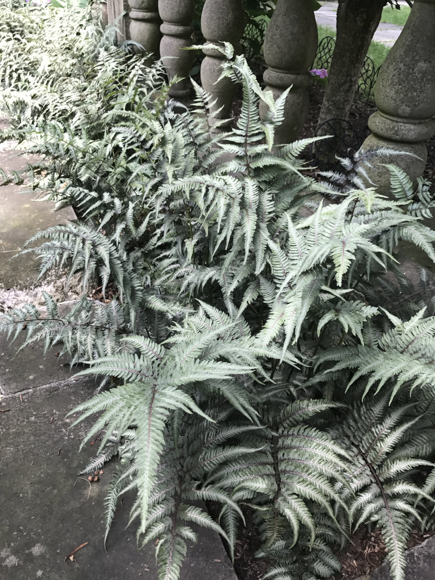 Athyrium niponicum 'Pictum'