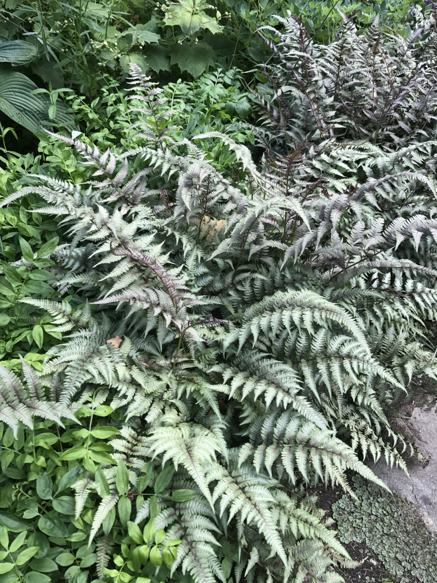 Athyrium niponicum 'Pictum'