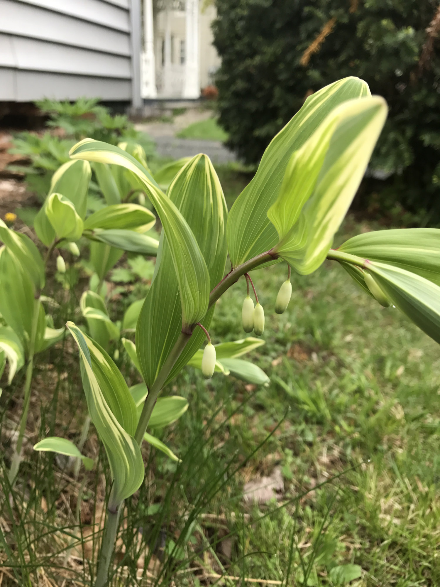 Polygonatum odoratum 'Variegatum'
