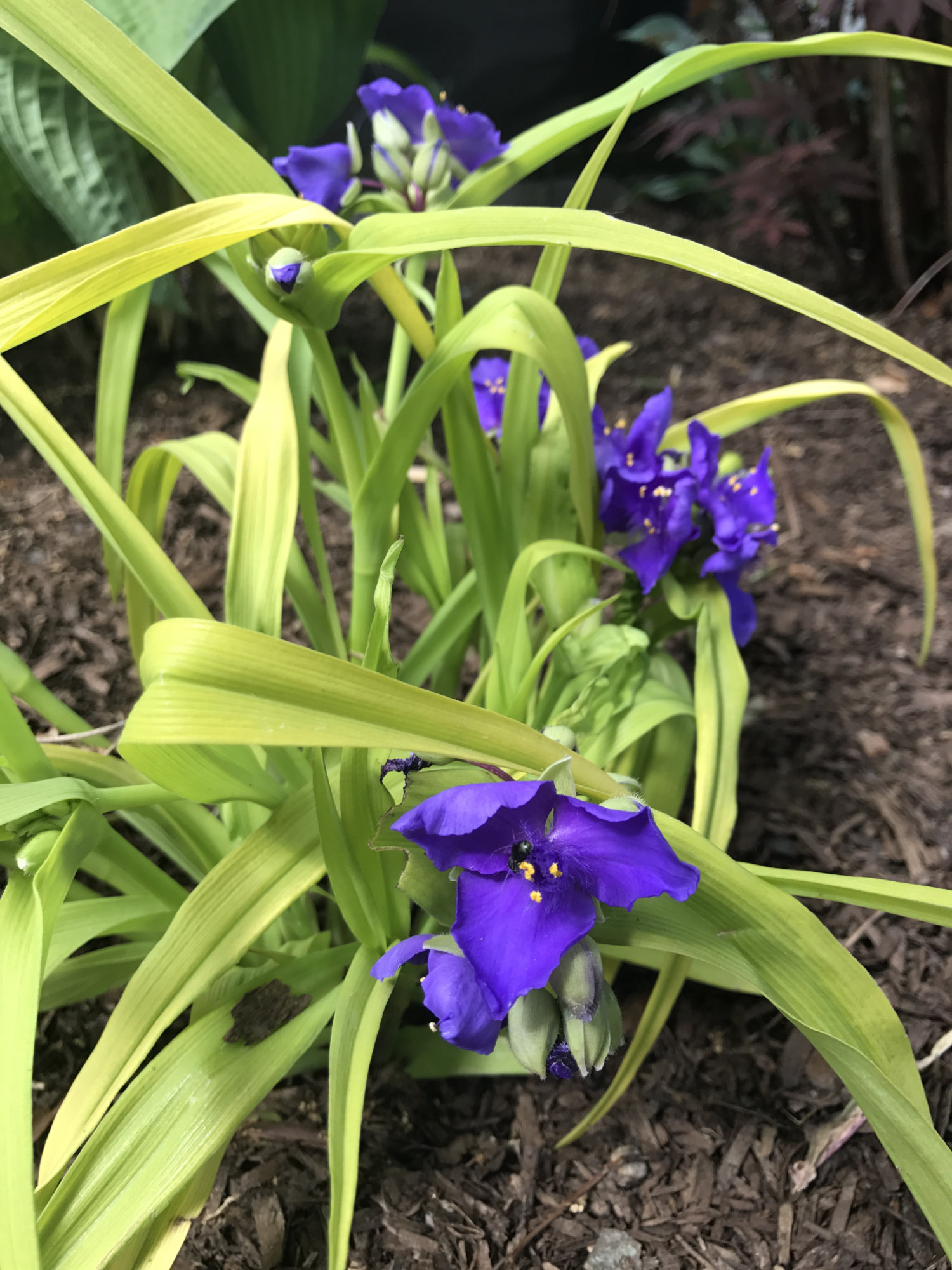 Tradescantia