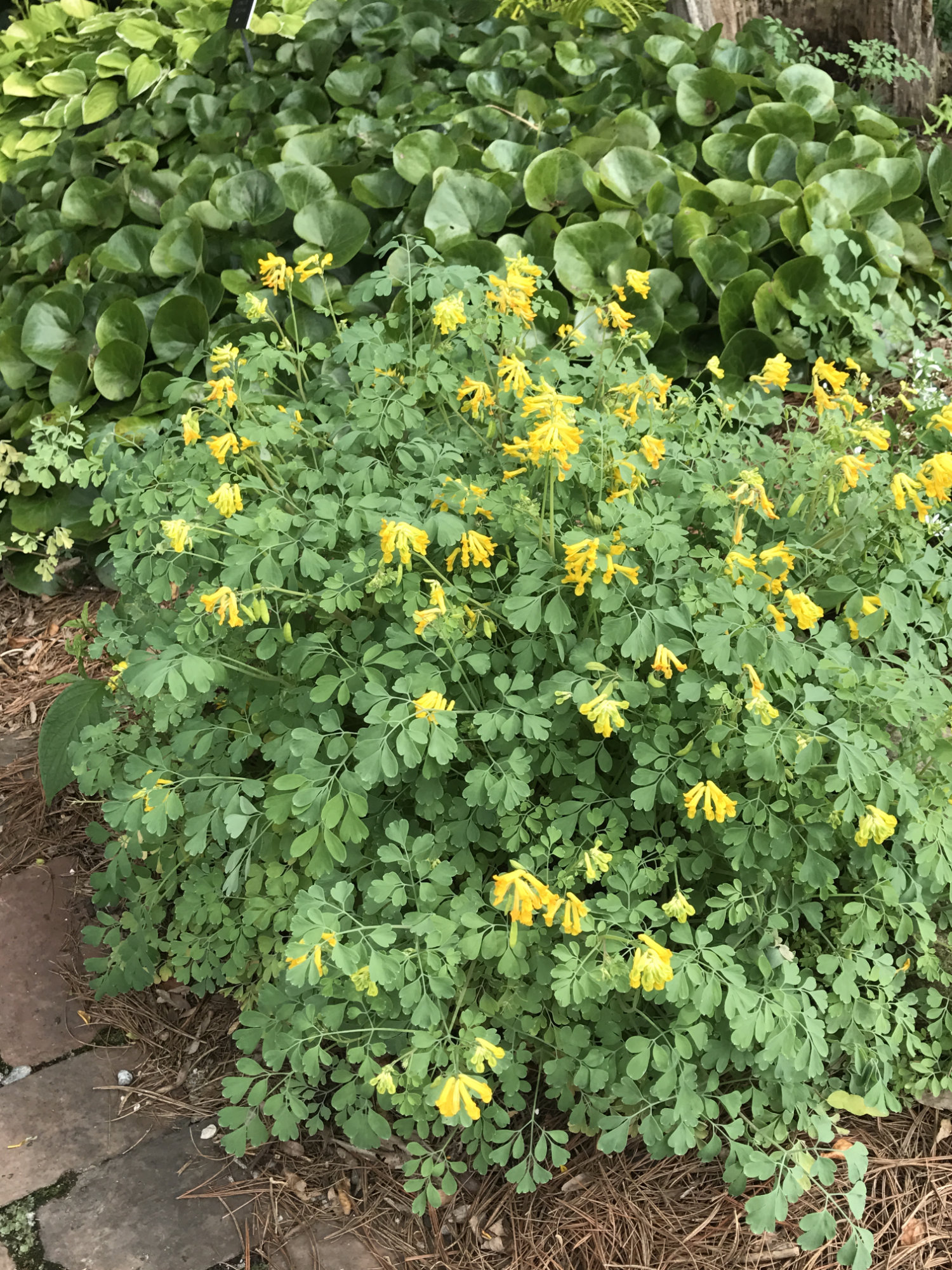 Corydalis lutea